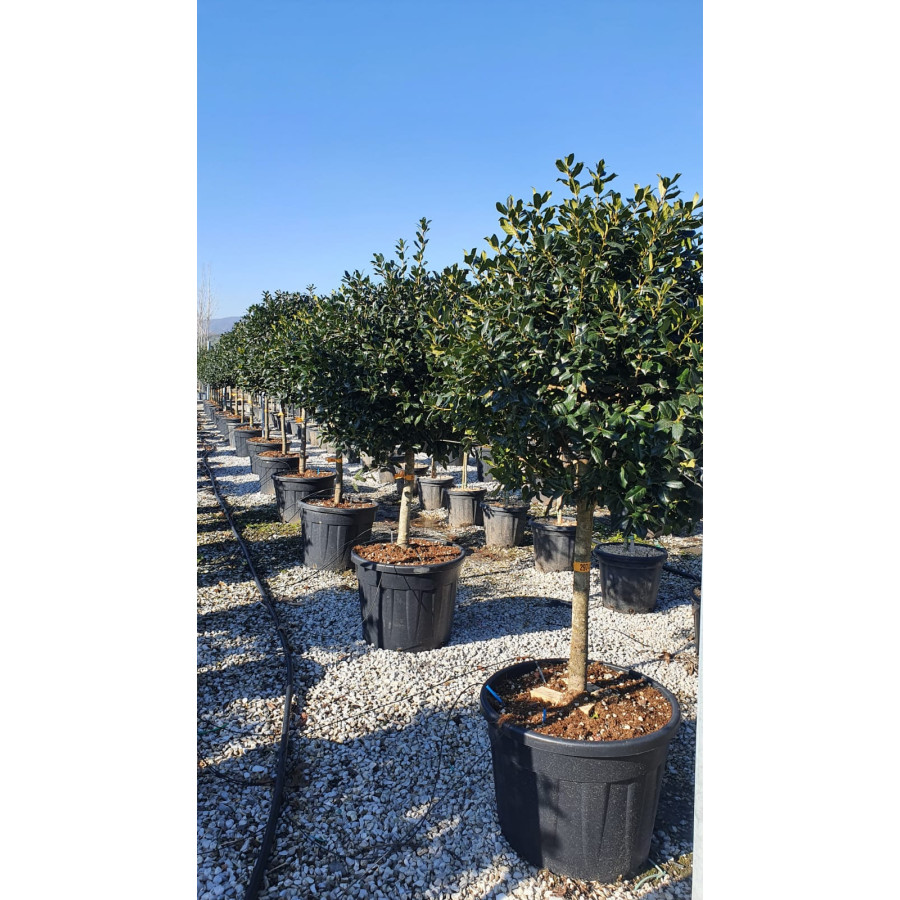 Ilex Nelly Stevens, 1/2 STD, 10/12cm girth, 80cm Diameter Head, 70L Container