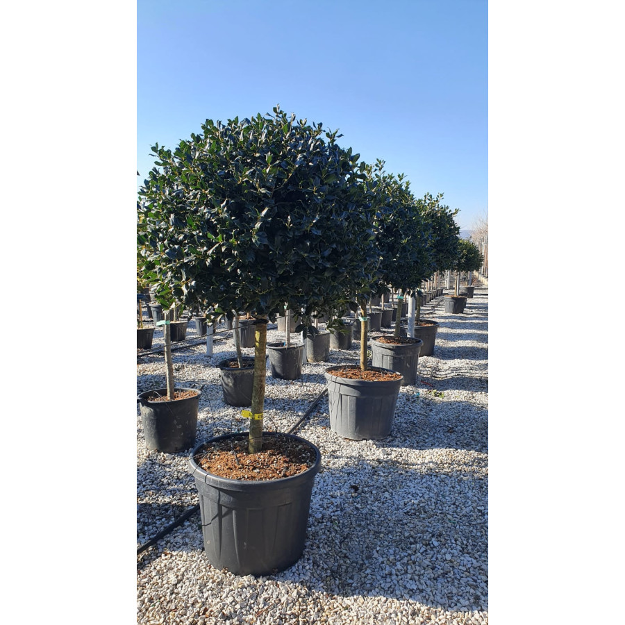 Ilex Nelly Stevens, 1/2 STD, 12/14cm Girth, 100cm diameter head