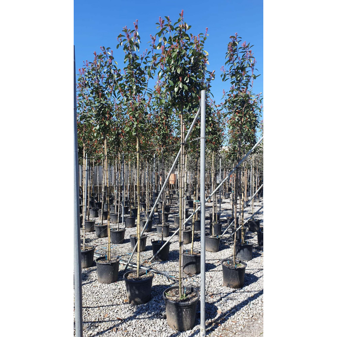 Photinia red robin 6/8cm girth, Approximately 270-300cm planted height - 1.8m stem in 35 Litre pot.