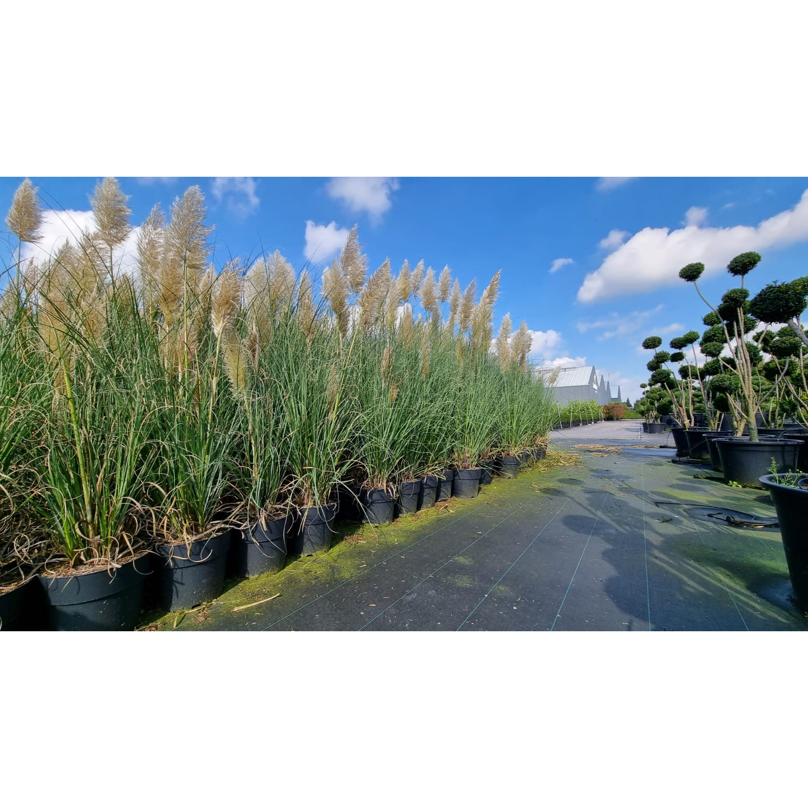 Cortaderia 10L