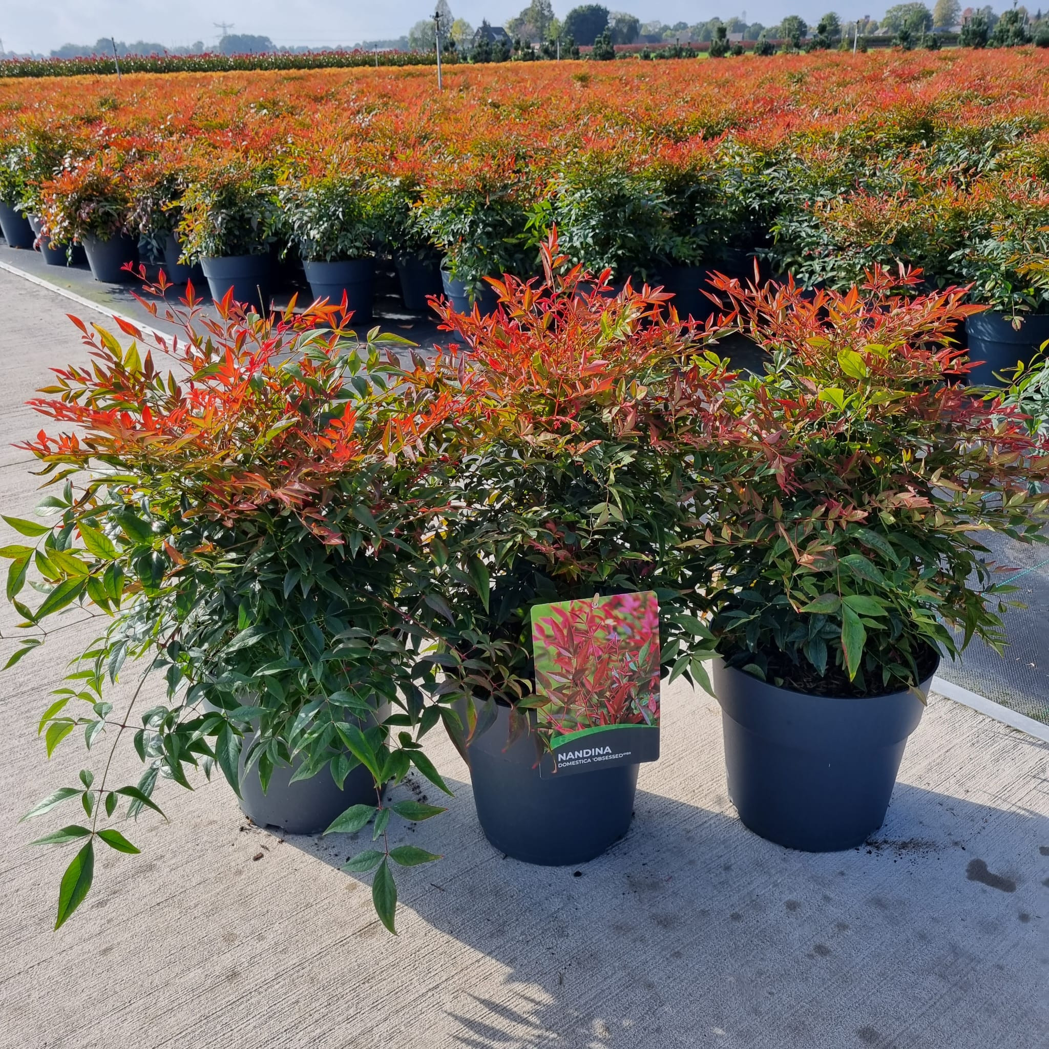 Nandina Domestica Obsessed, 10L