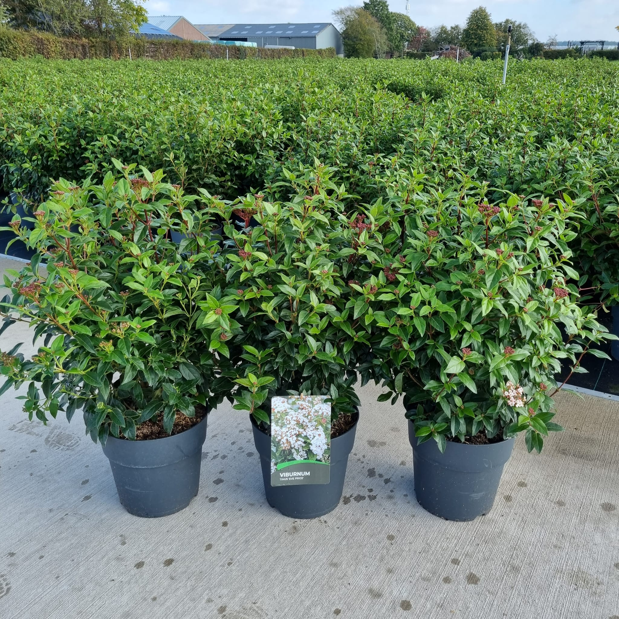 Viburnum Tinus 'Eve Price' 50-60cm planted height, 10L