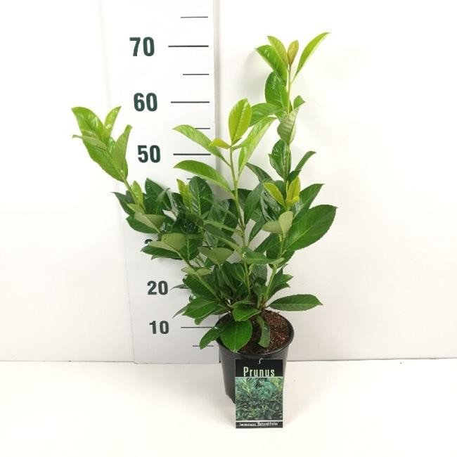 Laurel (Prunus Laurocerasus Rotundifolia), 60-80cm 2 Litre pot