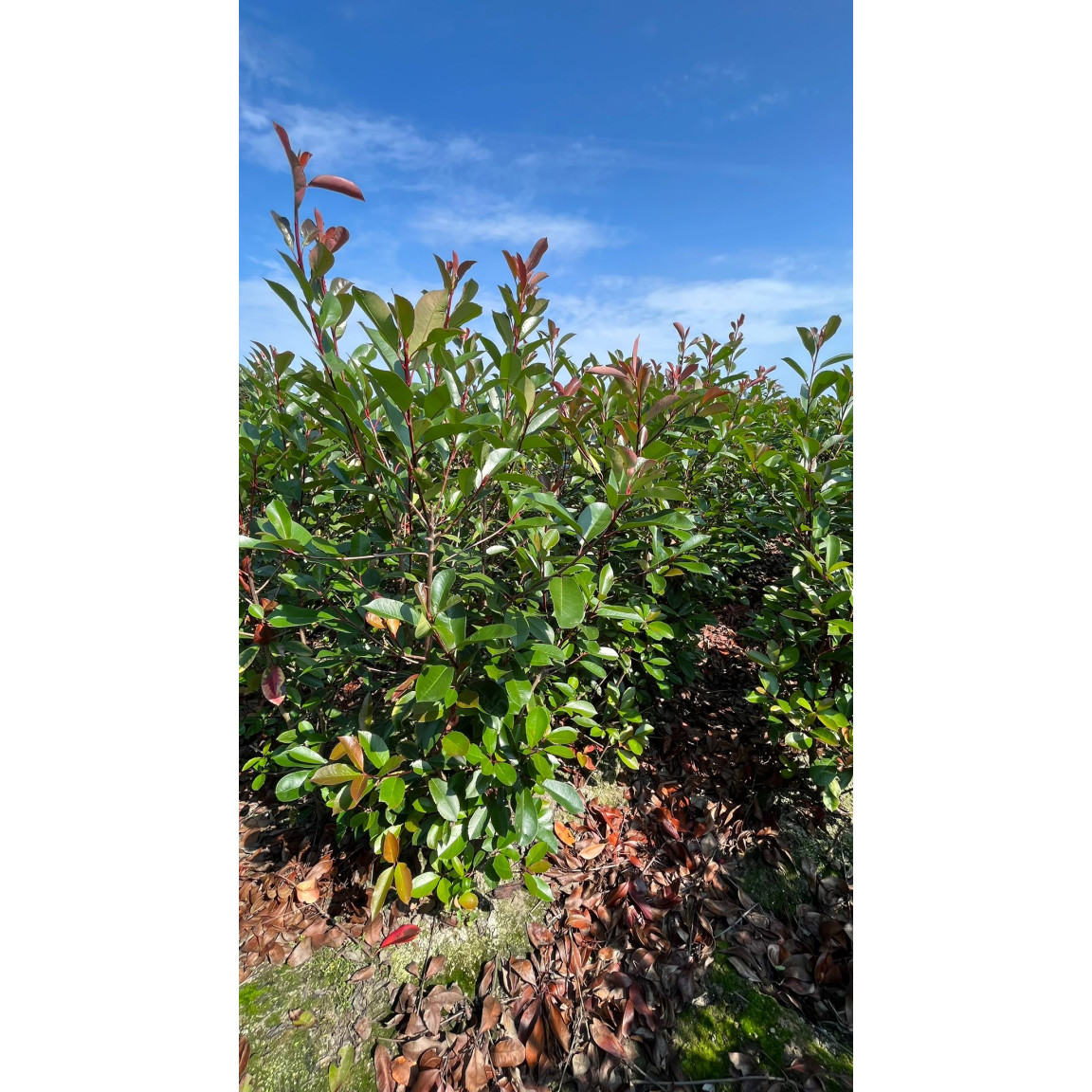 Photinia Red Robin, 80/100cm, Rootball