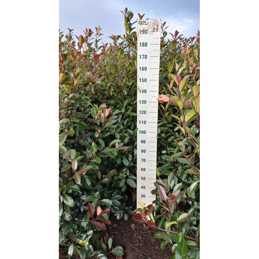 Photinia Red Robin, 175/200cm, Rootball