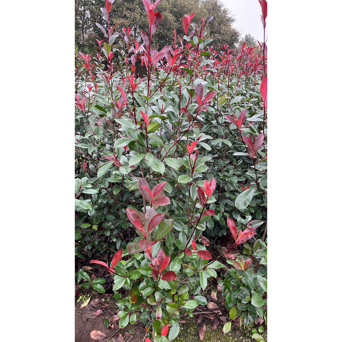 Photinia Red Robin, 125/150cm, Rootball