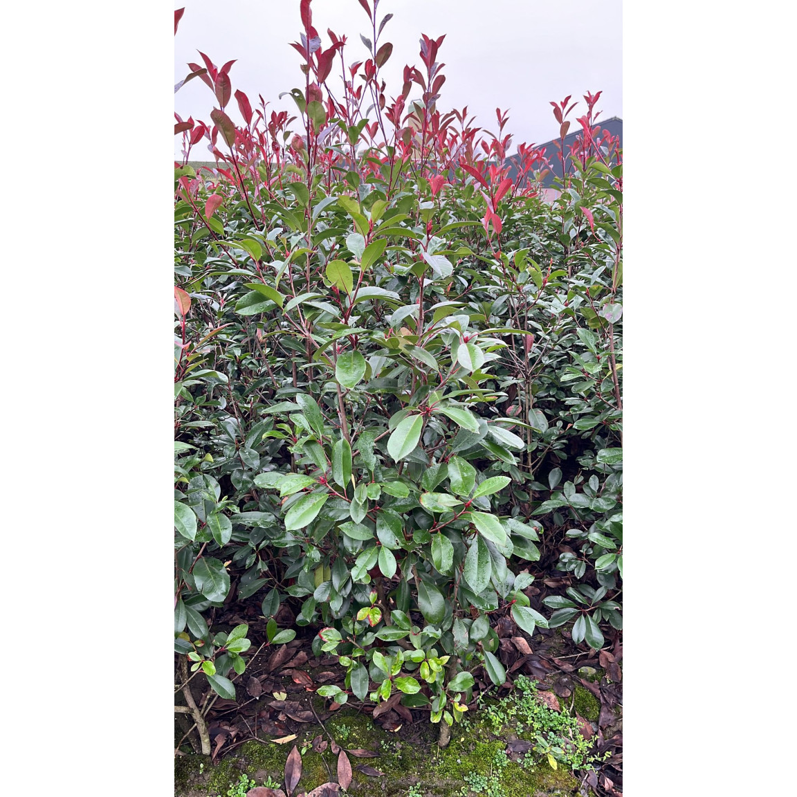 Photinia Red Robin, 100/120, Rootball