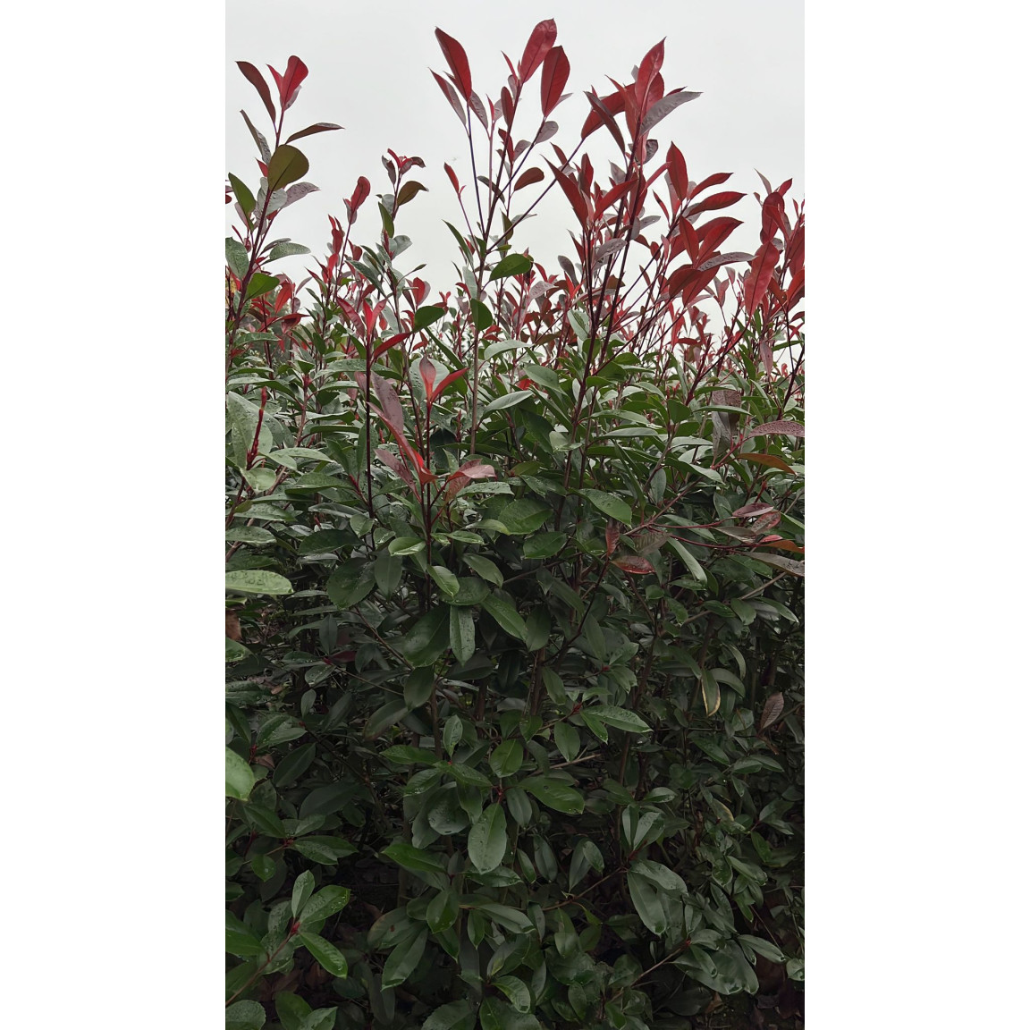 Photinia Red Robin, 150/175cm, Rootball