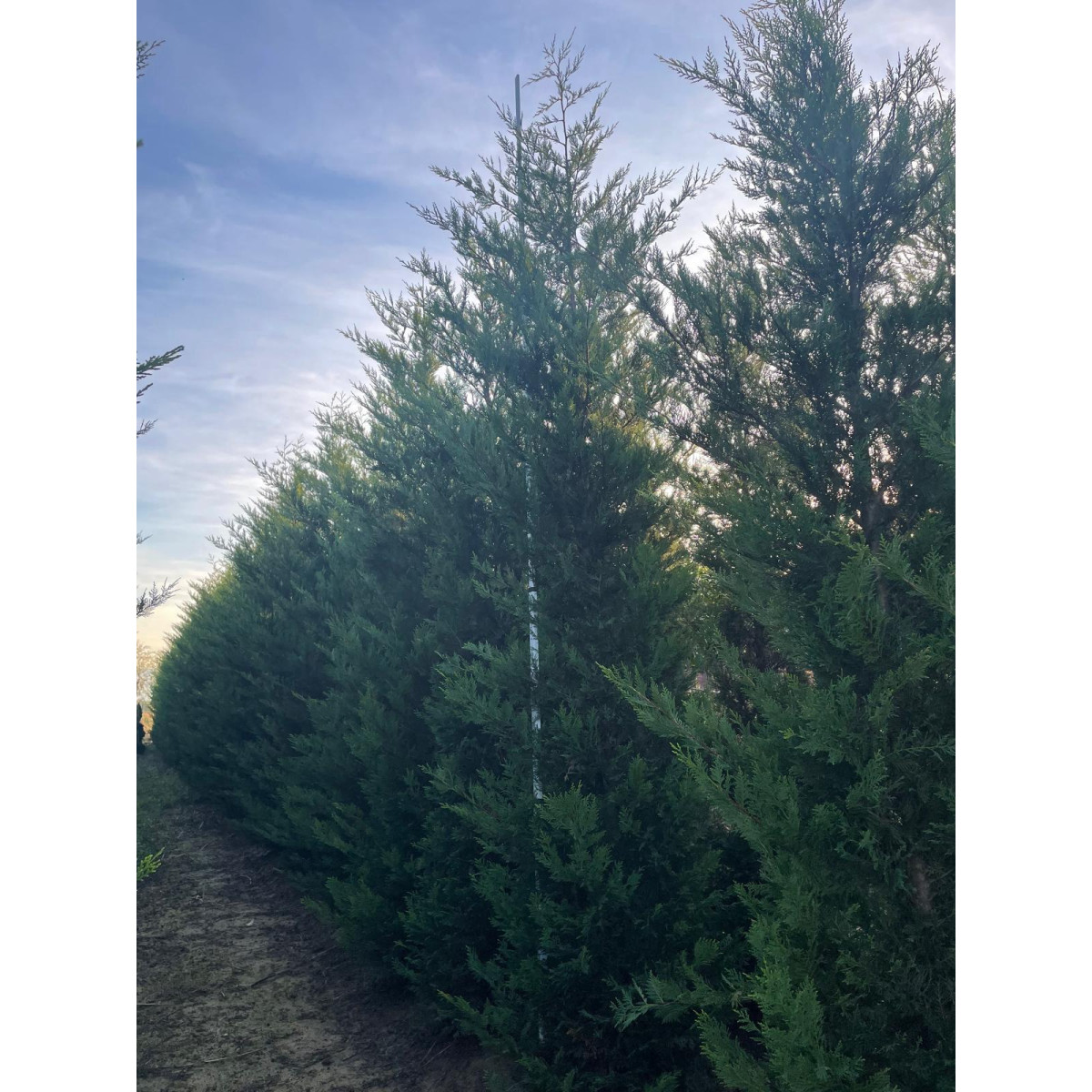 Leylandii Green Large 450/500cm ROOTBALL