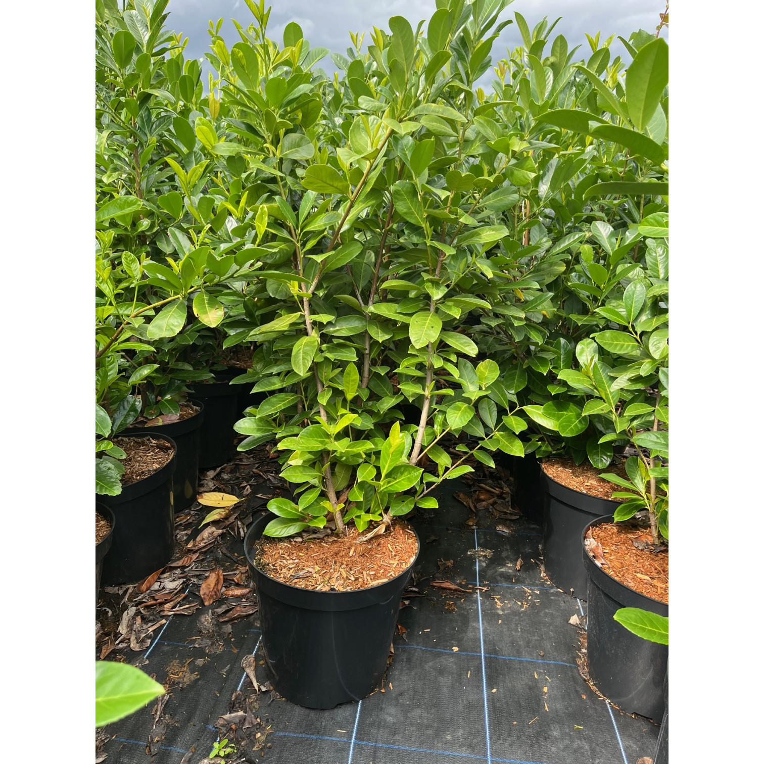 Laurel (Prunus Laurocerasus rotundifolia POTTED 1.5 - 1.8 meter Plant height