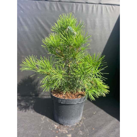 Sciadopitys Verticillata, 50-60cm, 10L container