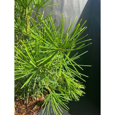 Sciadopitys Verticillata, 50-60cm, 10L container