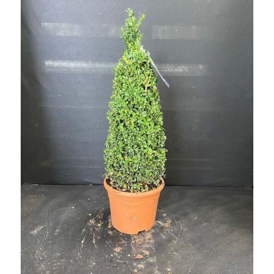 Box Buxus Cone, 90cm (2ft 10in) Including Pot