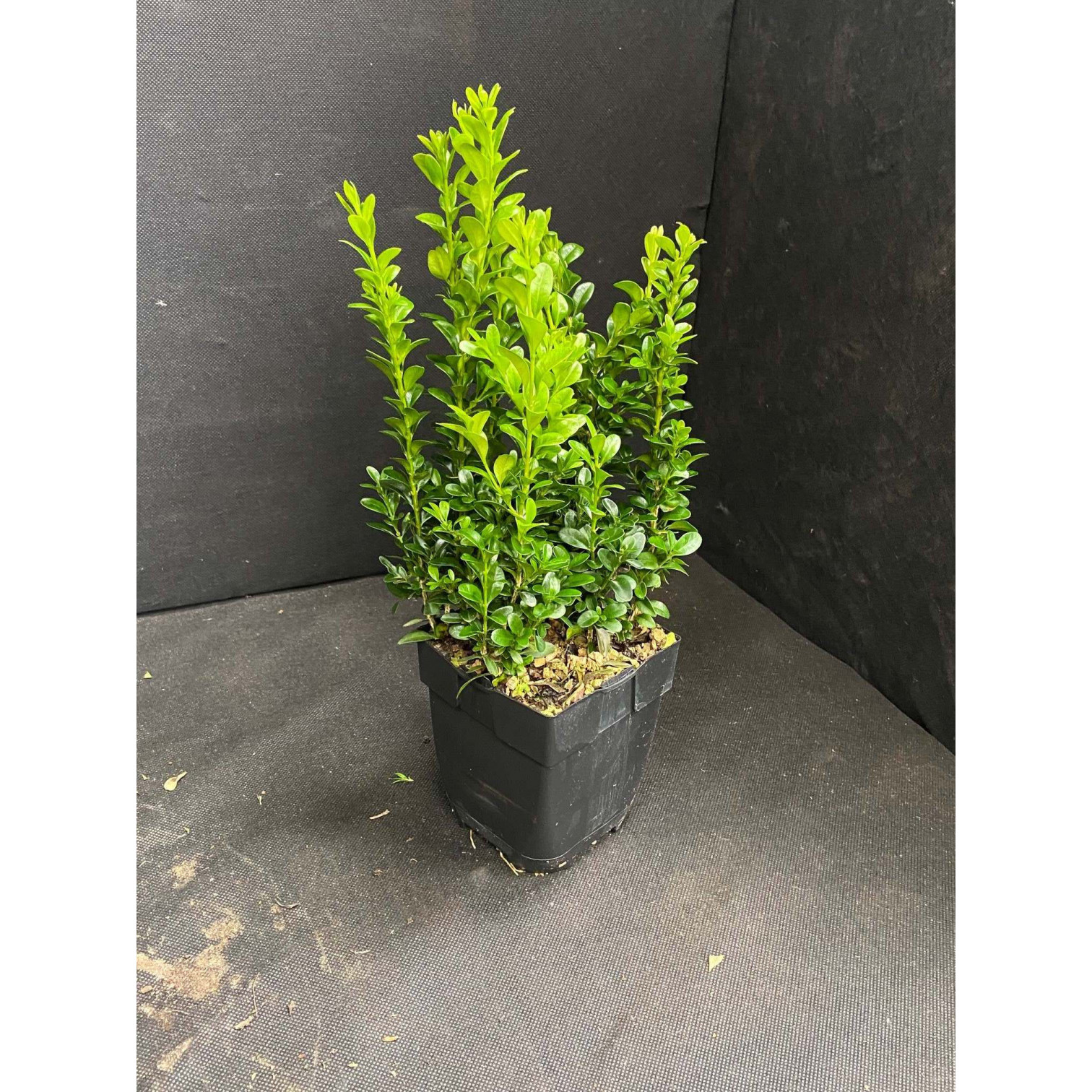 Buxus Bush 30-40cm plant height (not including pot) 3 litre pot