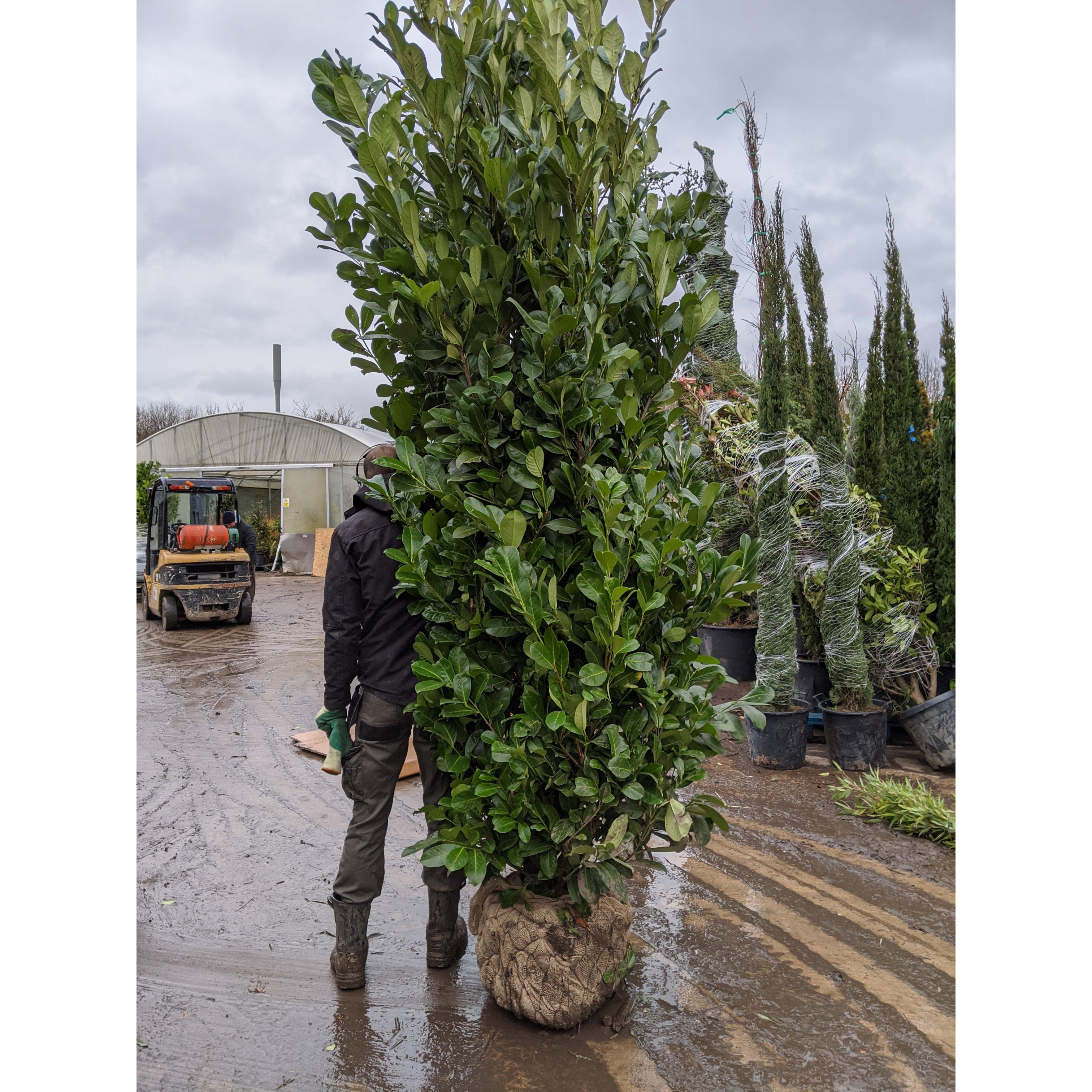 Cherry Laurel Hedging Rootball 2.5-3m (8 - 9ft) - TAKING ORDERS FOR AUTUMN 2024