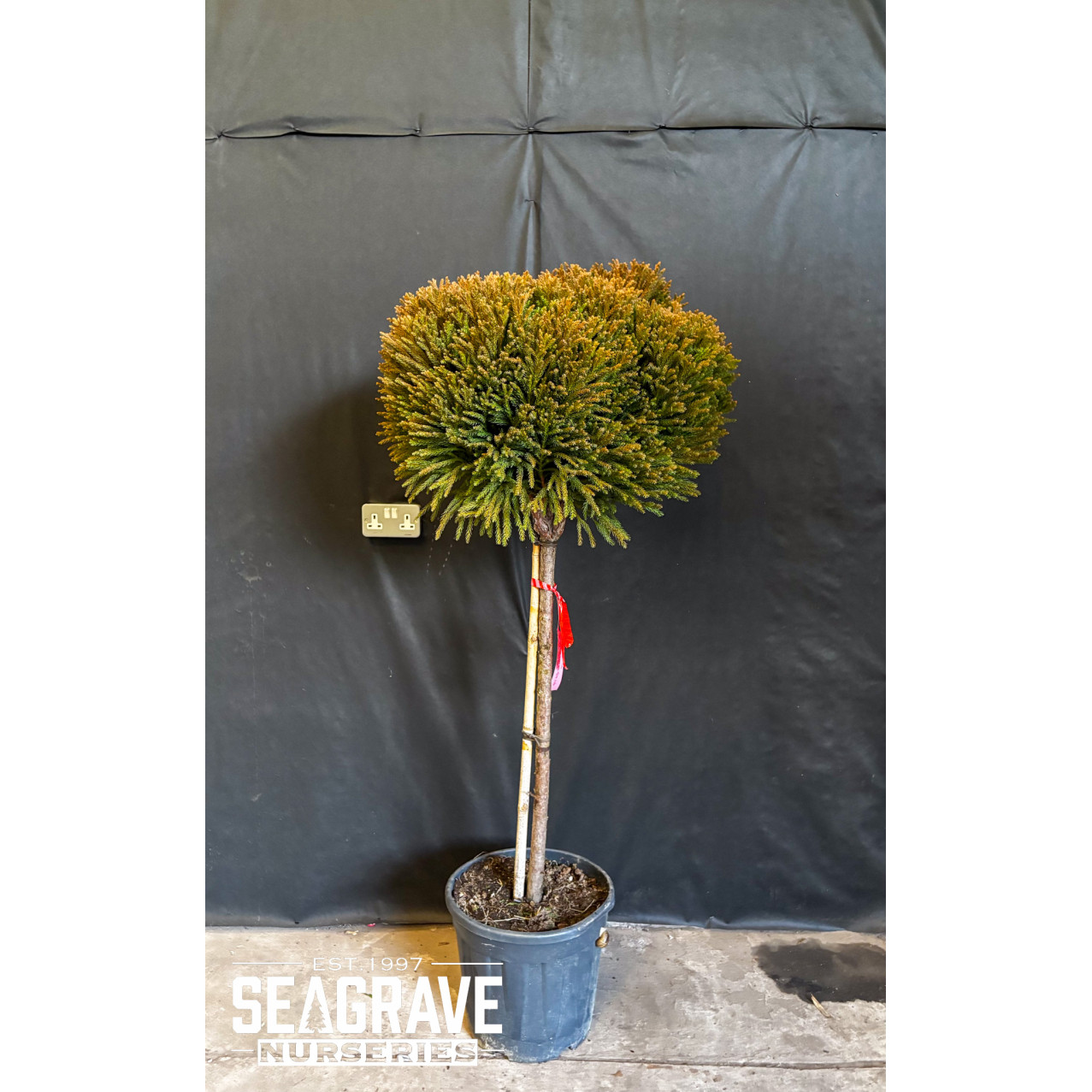 Cryptomeria japonica,  165cm including pot height, 20L