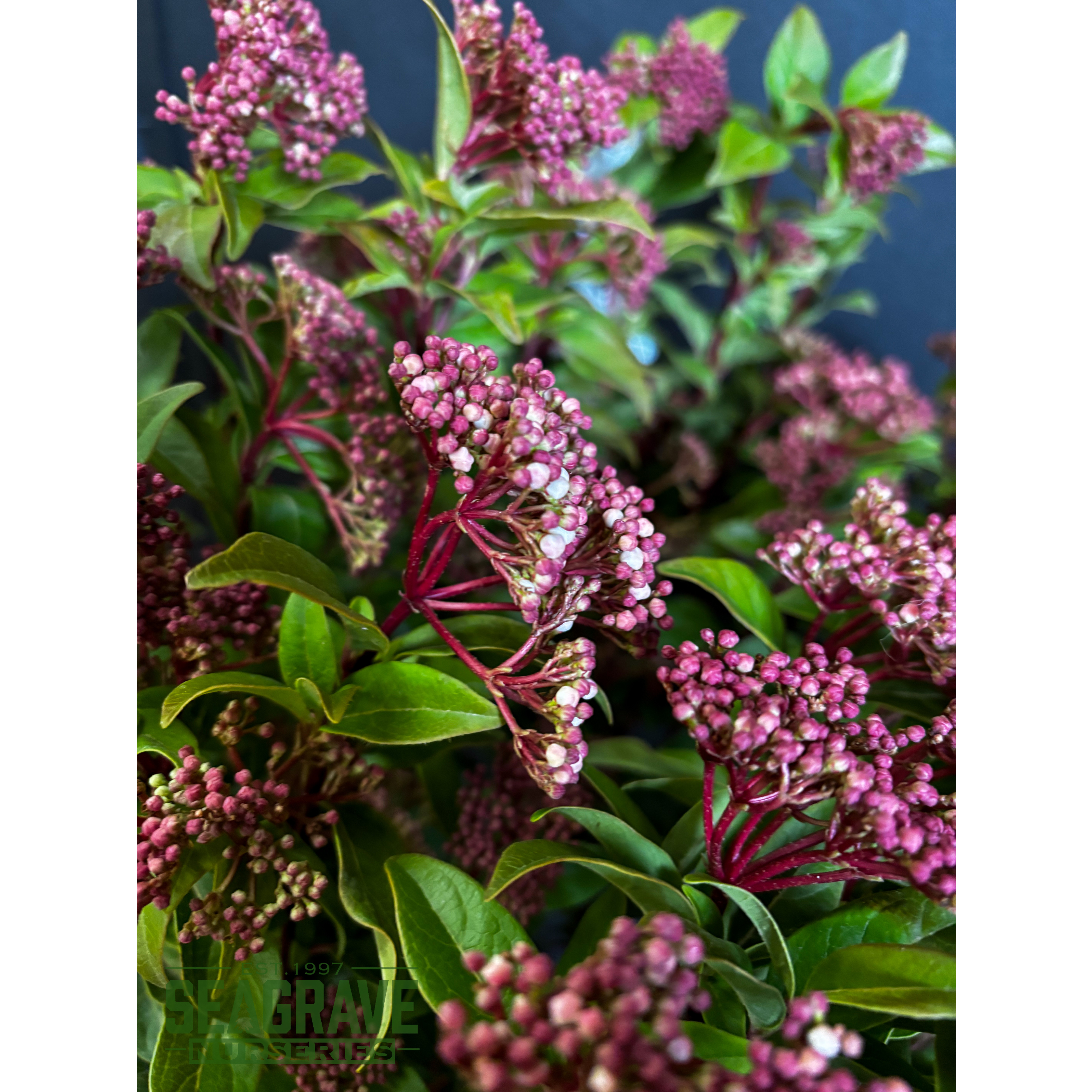 Viburnum Tinus (Eve Price) 80-100cm planted height 15 Litre pot