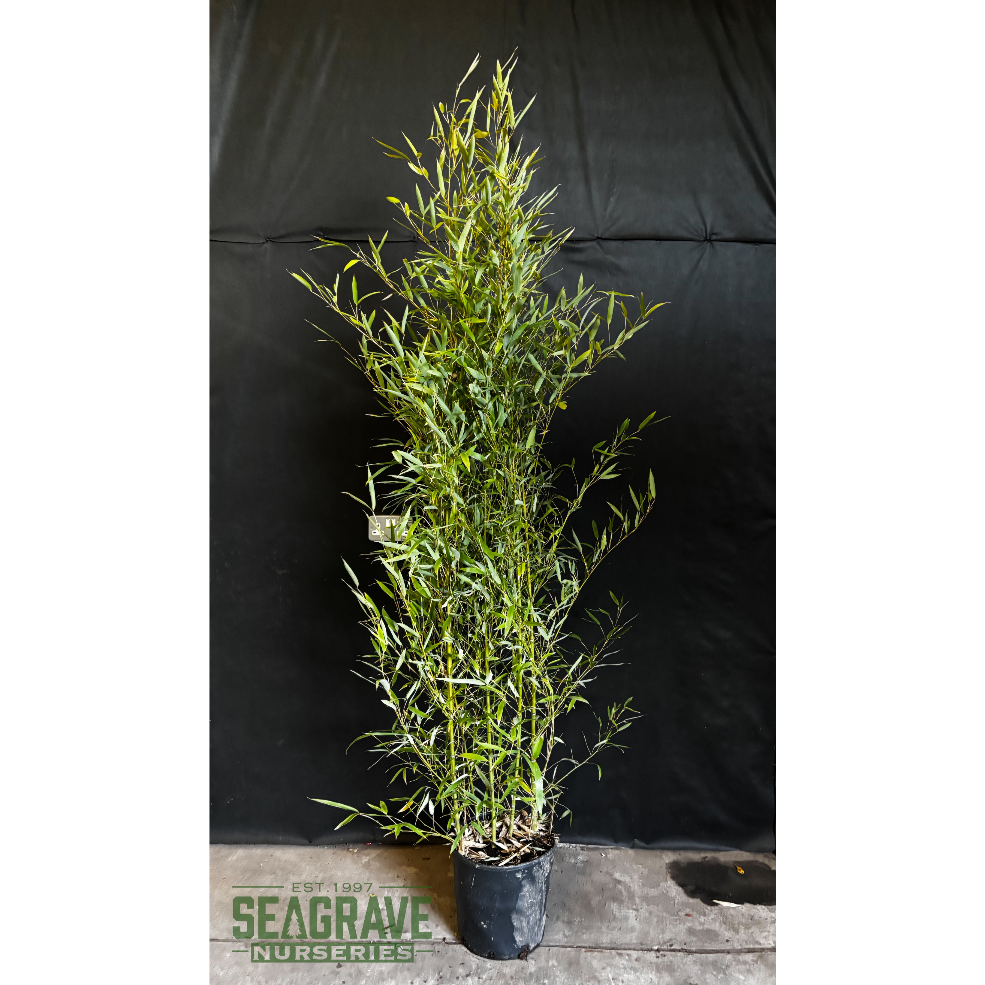 Gold Bamboo Phyllostachys Aurea,150/200cm, EXCLUDING  pot height