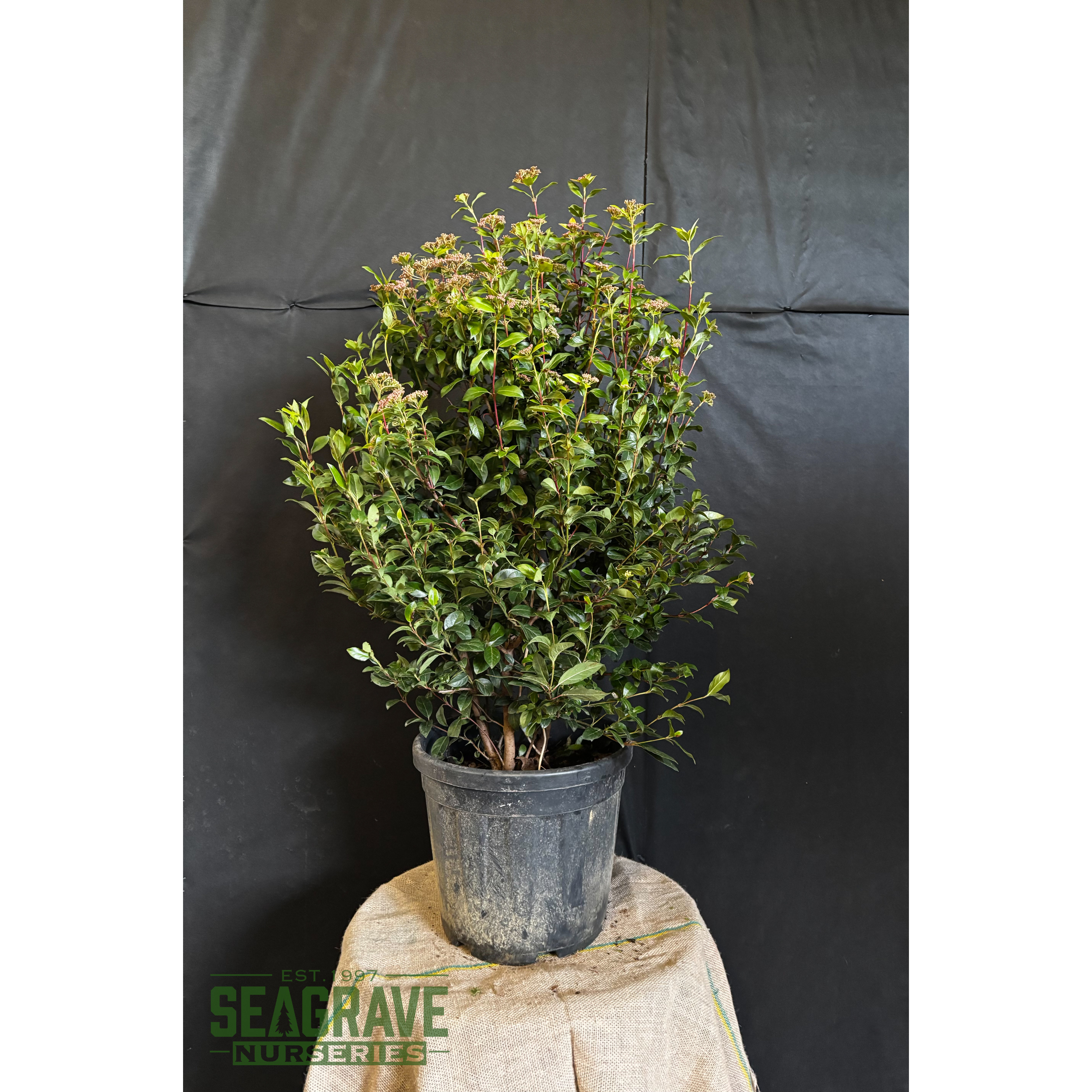 Viburnum Tinus (Eve Price) 80-100cm planted height 15 Litre pot