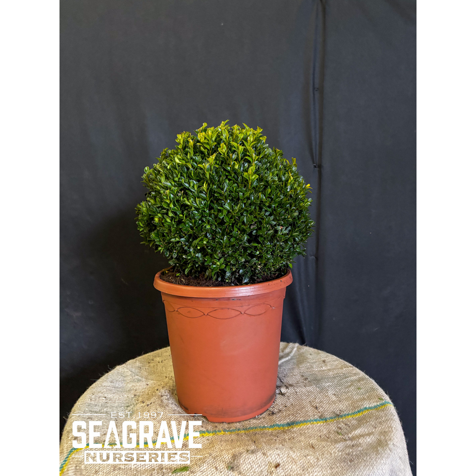 Box Buxus Ball, 30cm