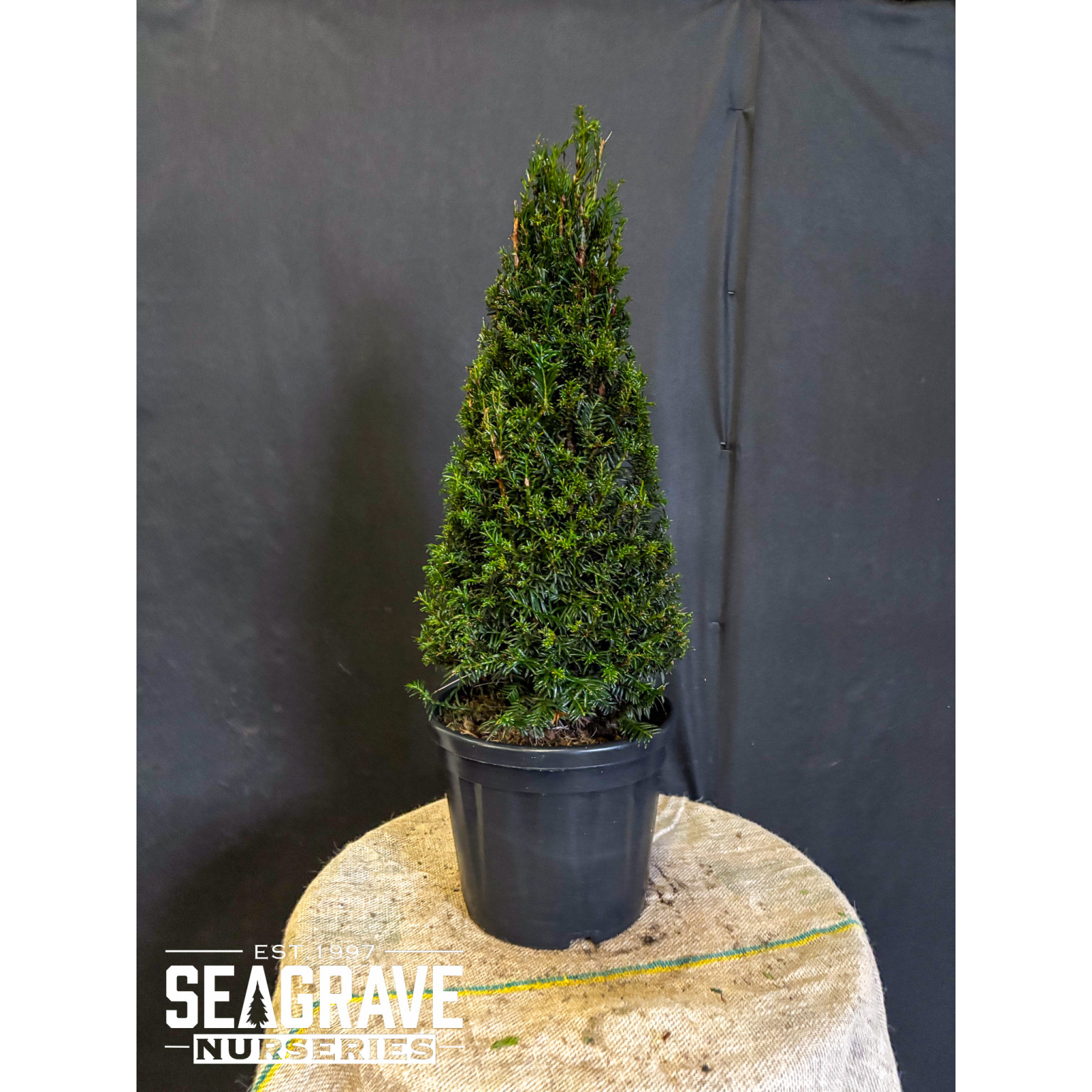 Taxus Baccata Cone,  60-70cm (1ft 9in - 2ft 3in) Planted Height