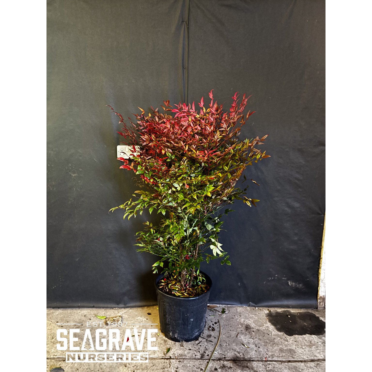 Nandina Domestica, 100-120cm (3ft-4ft)