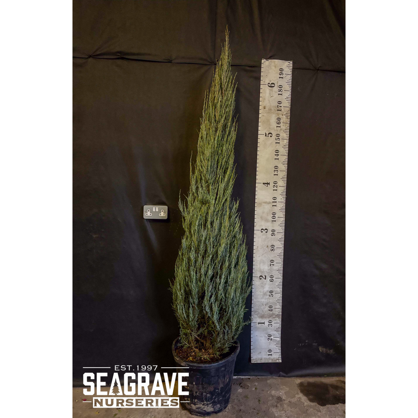 Juniperus'Blue Arrow', 175-200cm (6ft-7ft) Including Pot