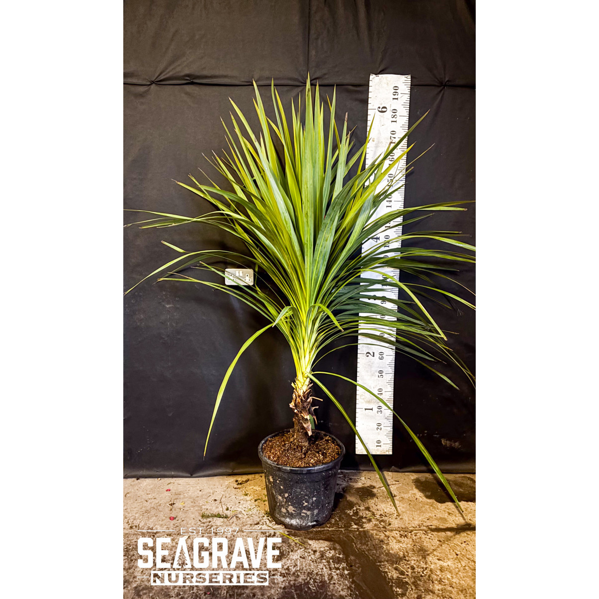 Cordyline Australis Single Stem (Cabbage Palm) , 100-120cm planted Height