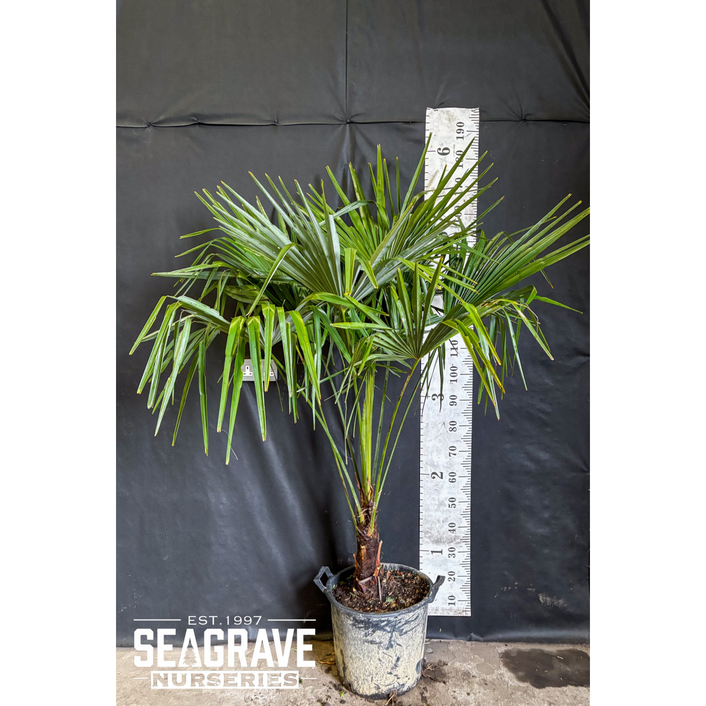 Trachycarpus Fortuneii (Chusan Palm), 20-30cm Trunk, 90-100cm Including Pot, 18L