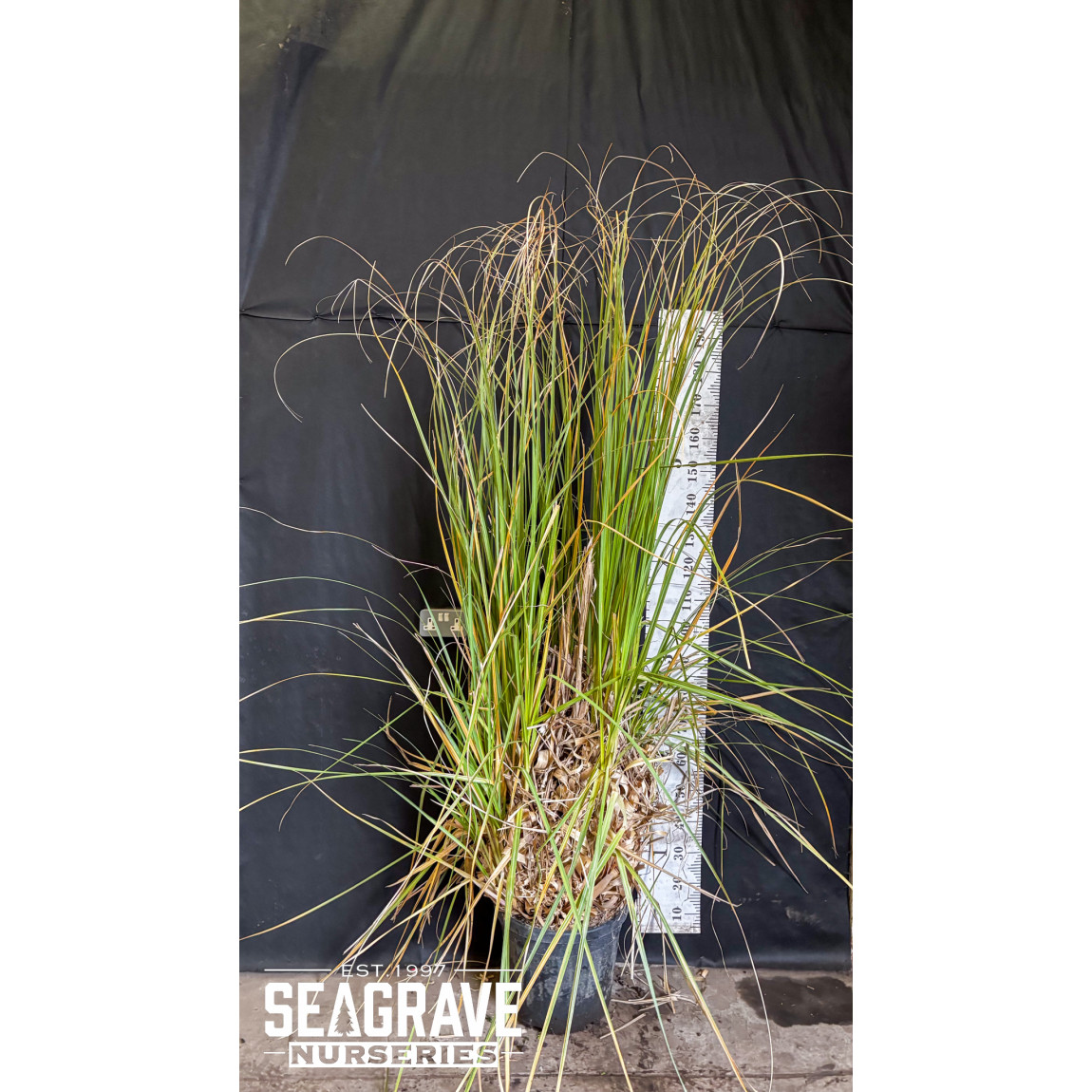 Cortaderia Selloana,125/150cm (4ft - 4f 7in) Planted Height, 45L