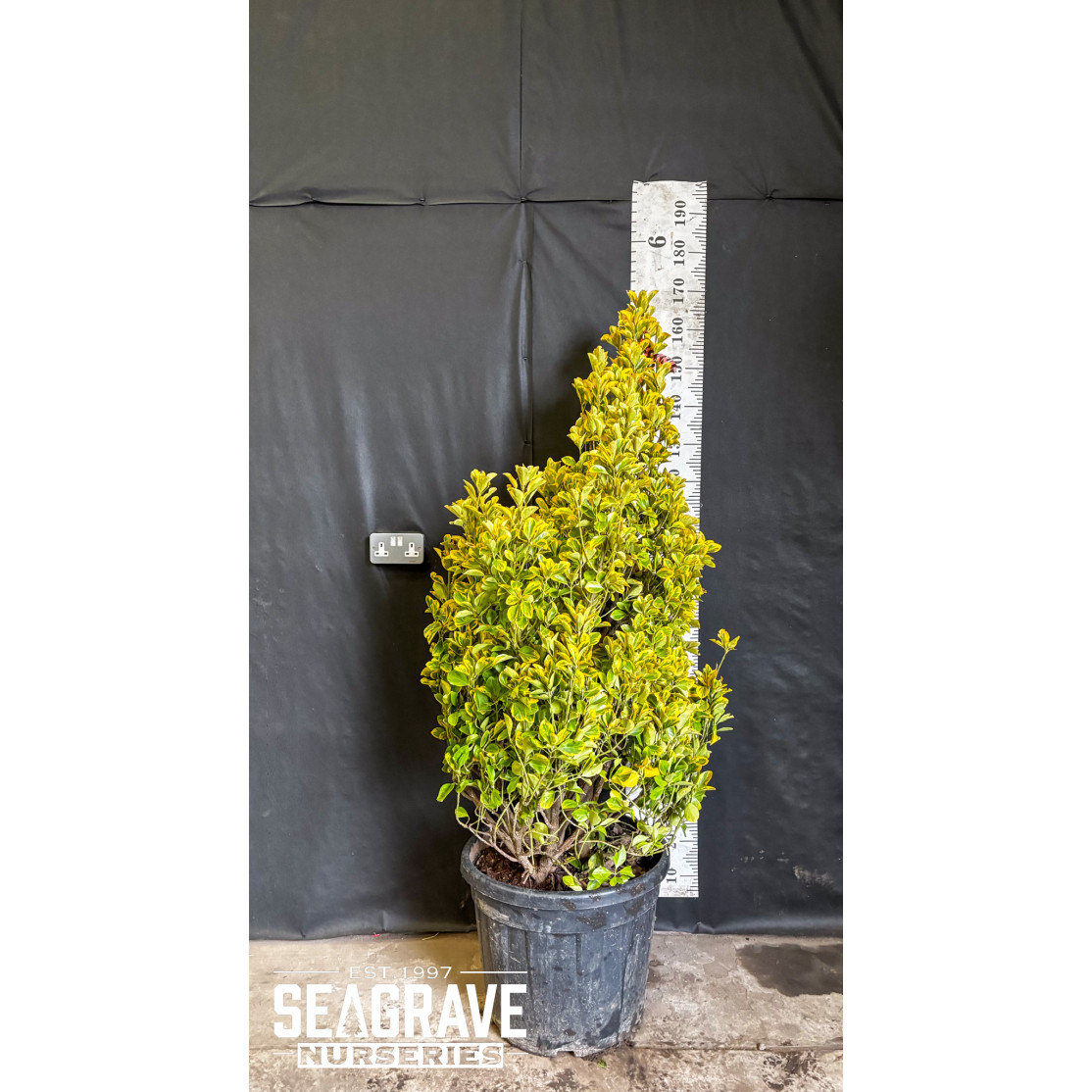 Euonymus Japonicus 'Aureus', 120-150cm (4ft - 4ft 7in) Planted Height