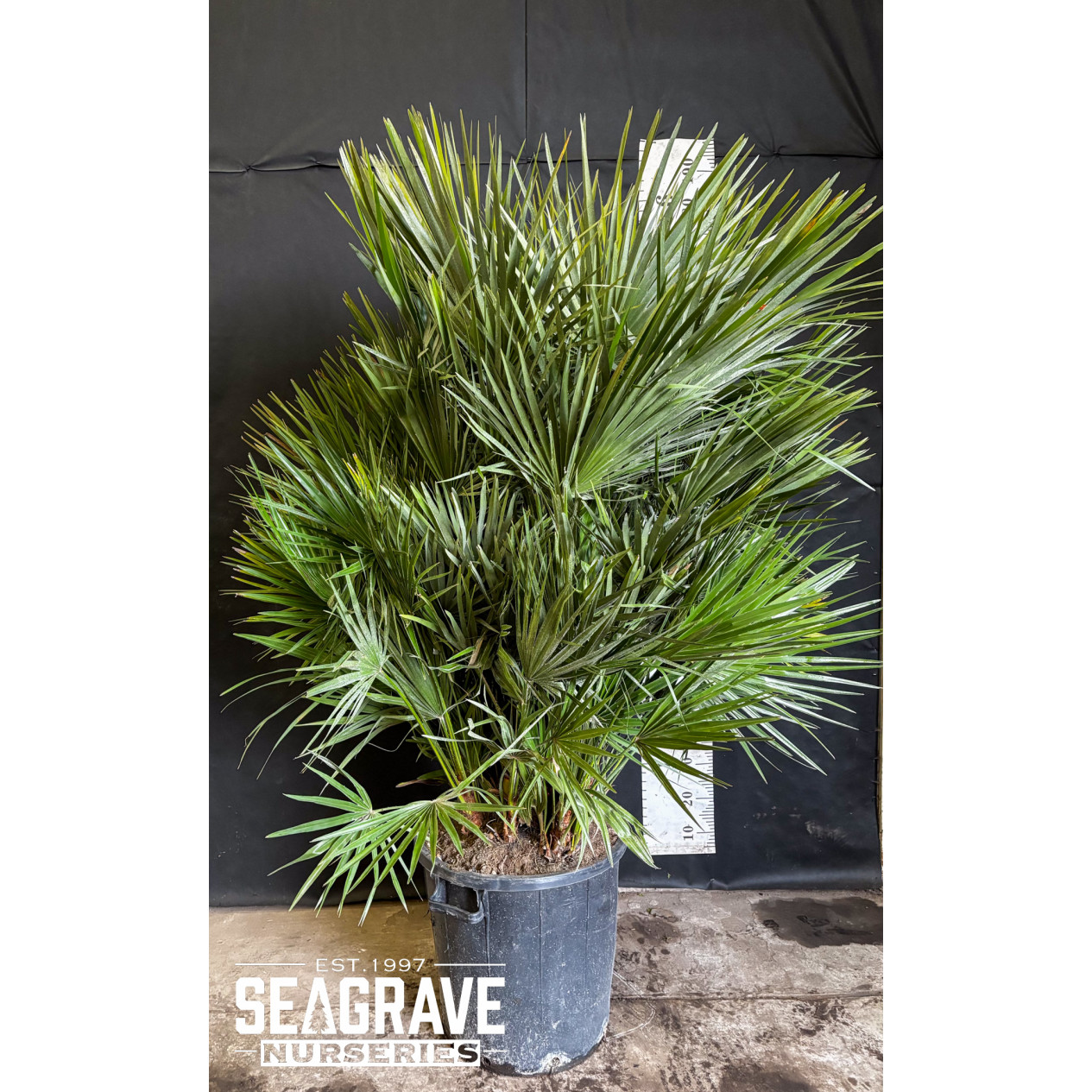 Chamaerops Humilis (Fan Palm), 150cm (5ft) Including Pot