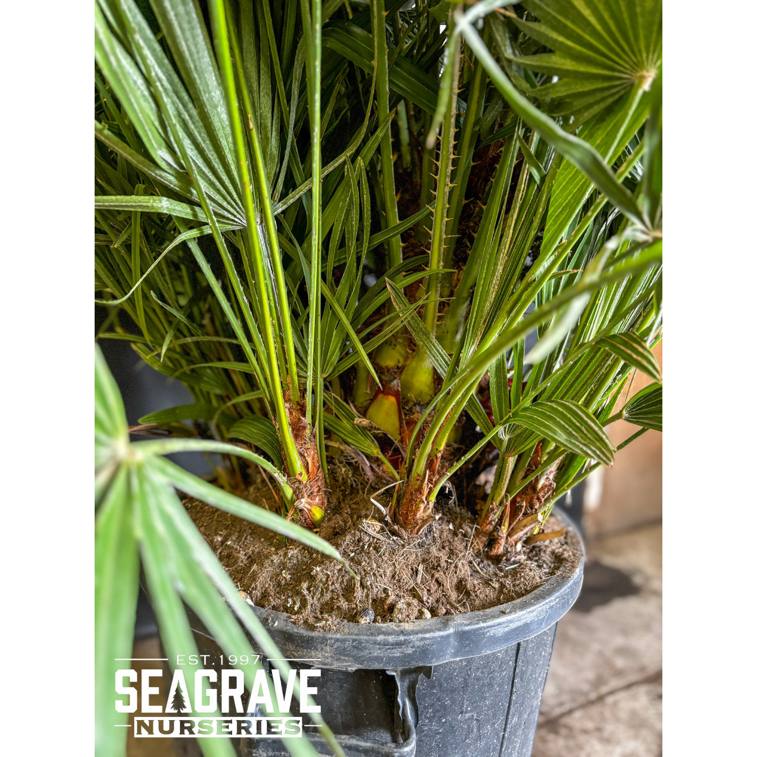 Chamaerops Humilis (Fan Palm), 150cm (5ft) Including Pot