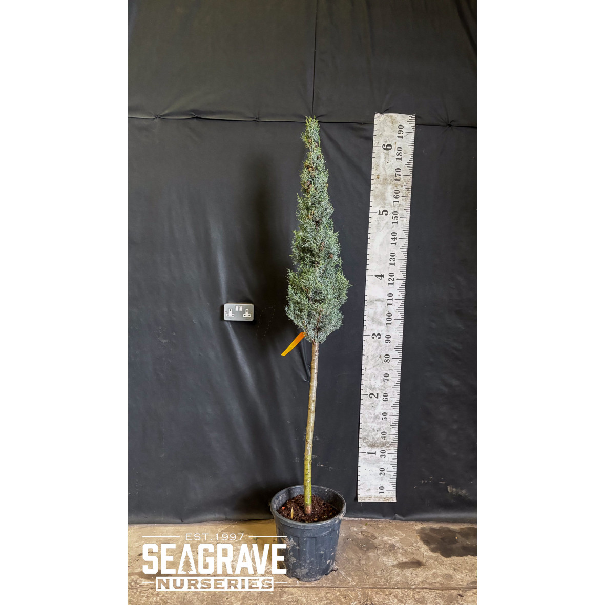 Cupressus Arizonica Fargatsia (Cone), 1/2 Std, 60-80cm Cone, 18L