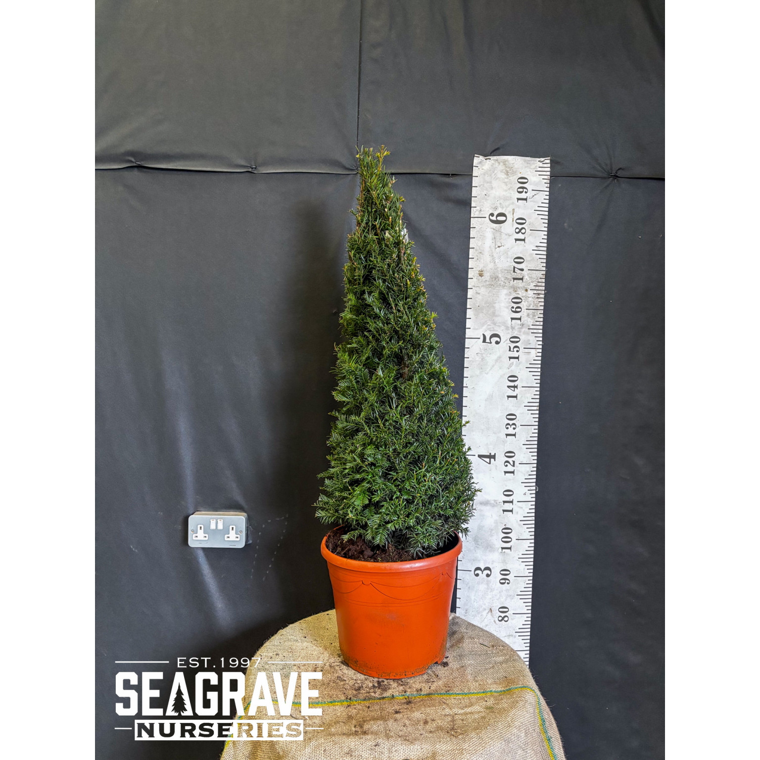 Taxus Baccata, Cone 80-90cm (2ft 6in - 2ft 10in) Planted Height