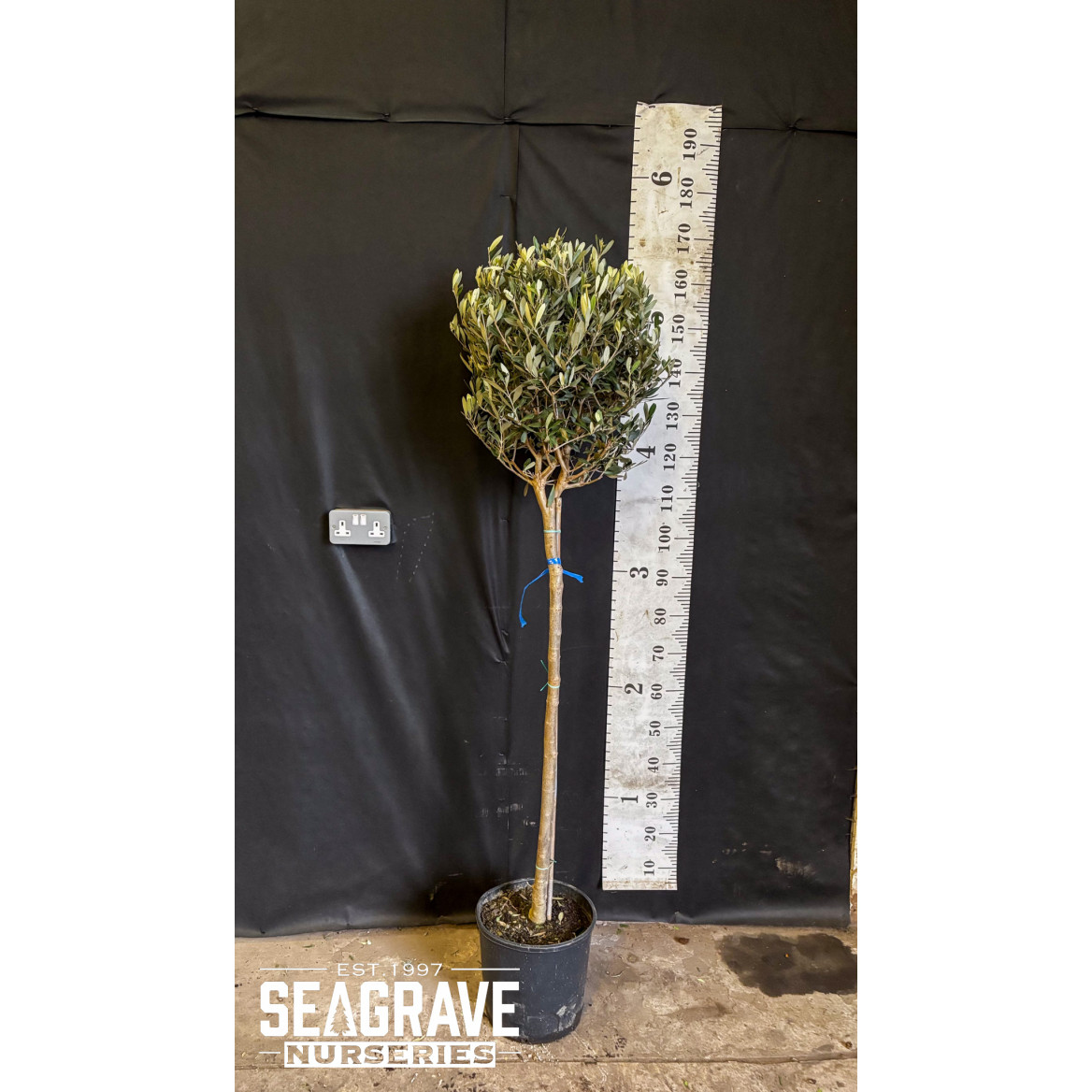 Olive Tree (Clipped Head), 6-8cm girth, 45-50cm head, 160cm (5ft 3in) Including Pot