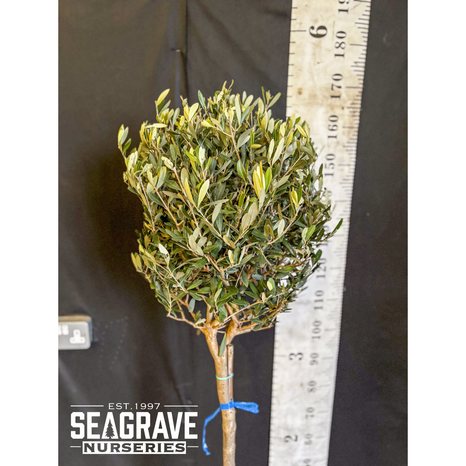 Olive Tree (Clipped Head), 6-8cm girth, 45-50cm head, 160cm (5ft 3in) Including Pot