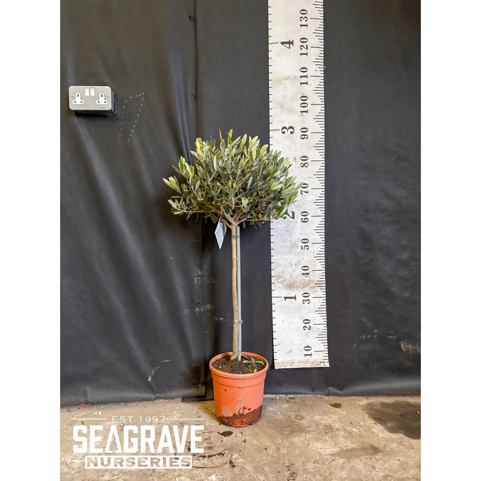 Olive Tree, 90cm (3ft) Including Pot