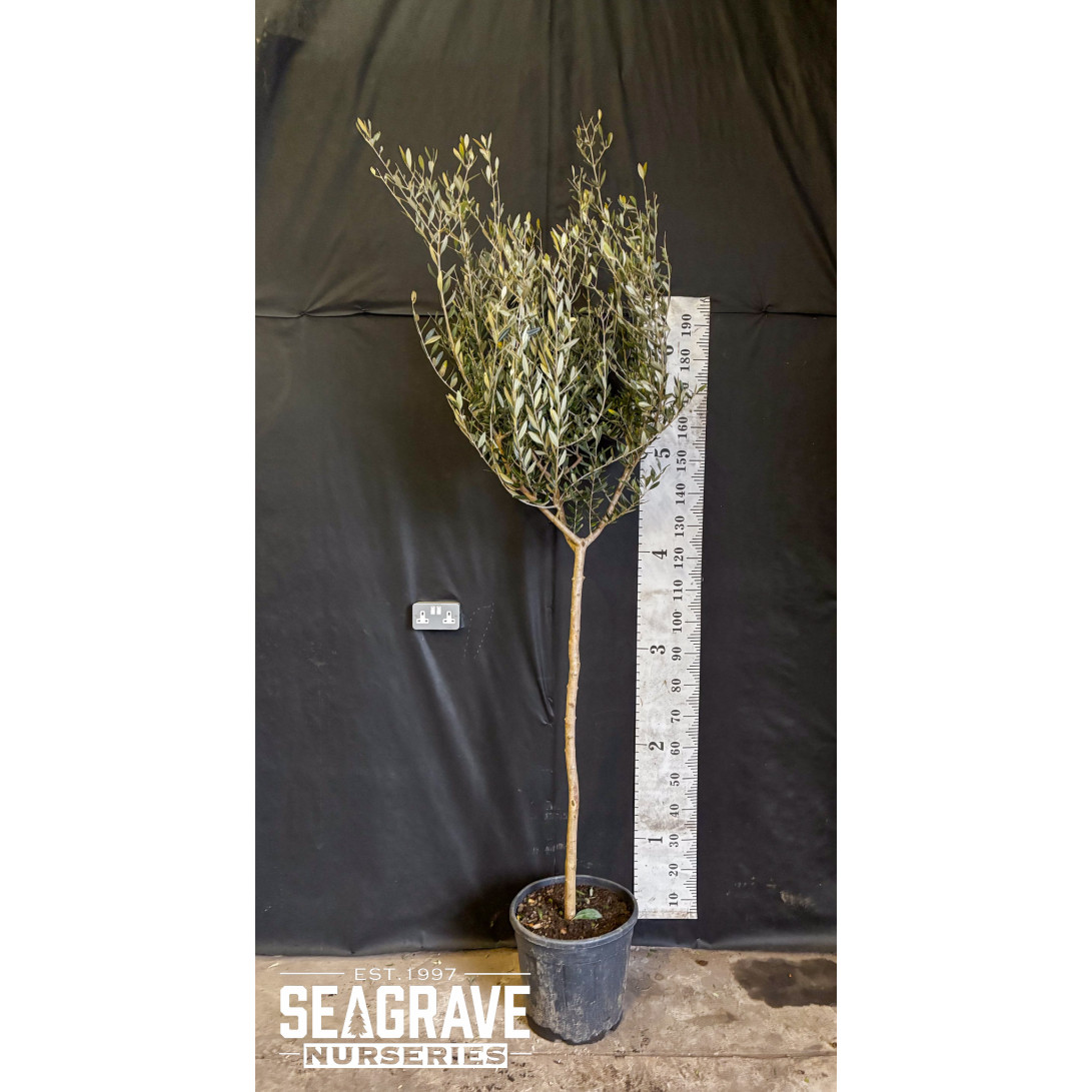 Olive Tree (Tuscany Free Head), 6-8cm girth, 200-210cm (7ft) Including Pot