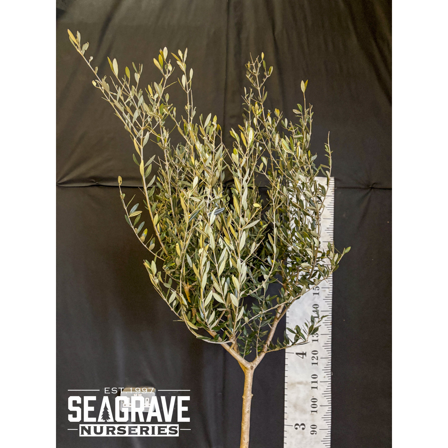 Olive Tree (Tuscany Free Head), 6-8cm girth, 200-210cm (7ft) Including Pot