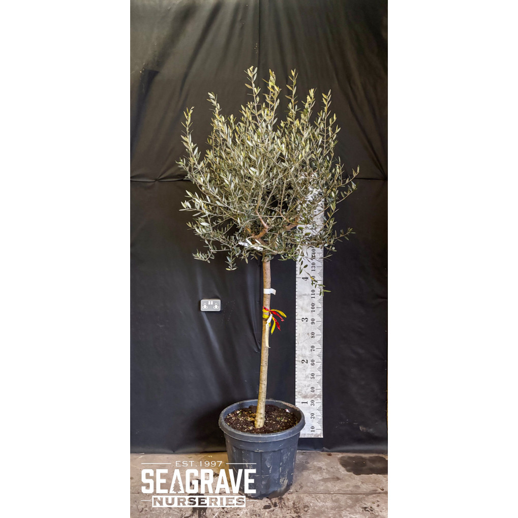 Olive Tree (Tuscany Free Head), 14-16cm girth, 240cm (8ft) Including Pot