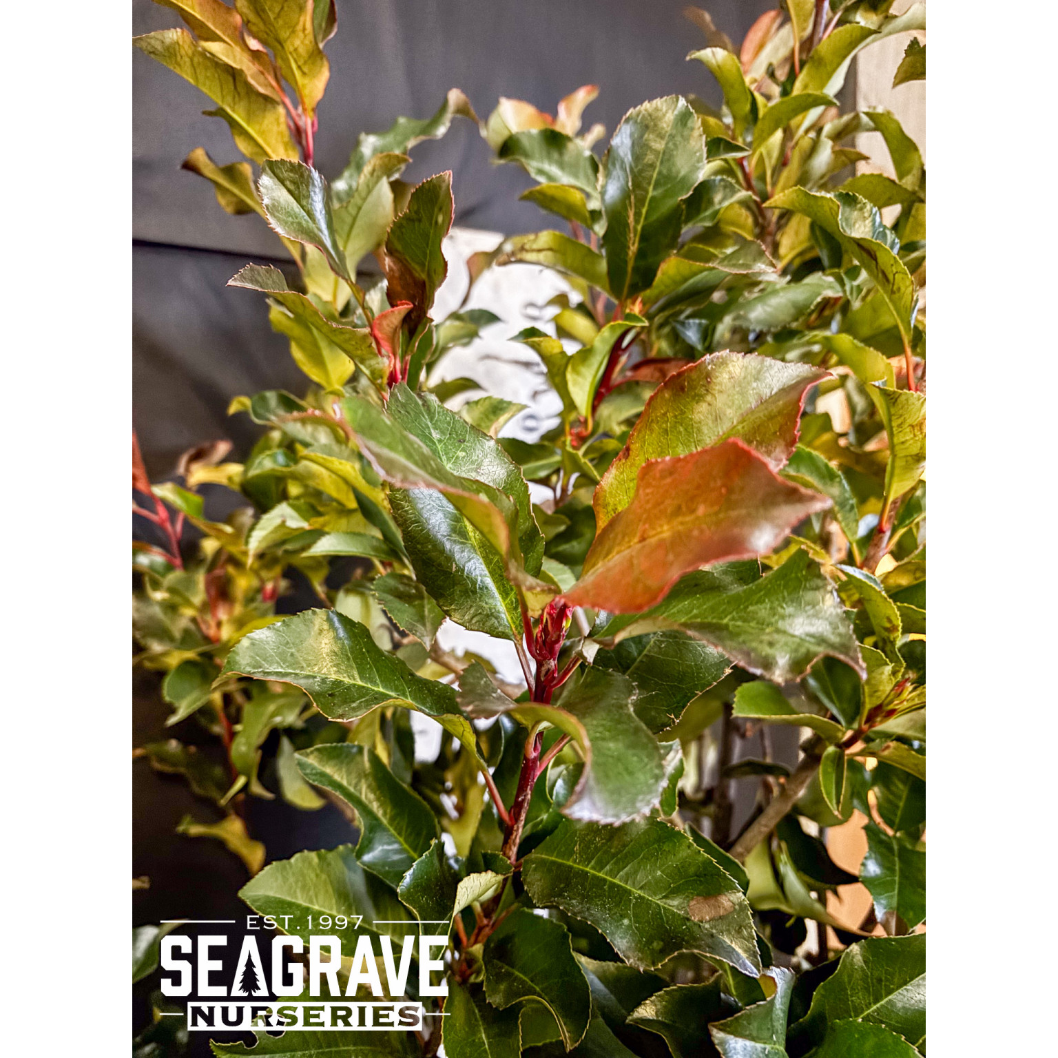 Photinia Fraseri (Magical Volcano), 150/175cm (5ft-6ft), 35L