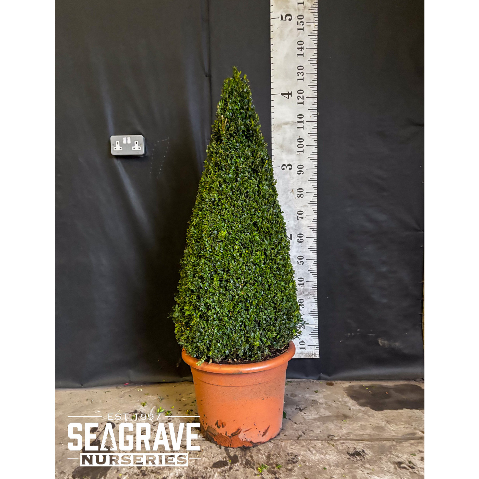 Box Buxus Cone, 125cm (4ft)  Including Pot