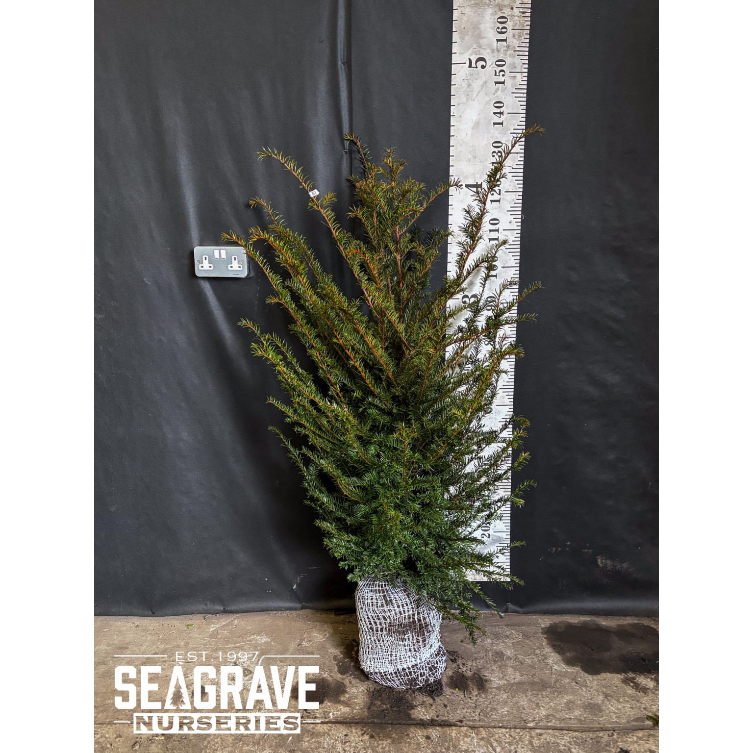 Taxus Baccata Rootball, 80-100cm (2ft 6in - 3ft 2in) Planted Height