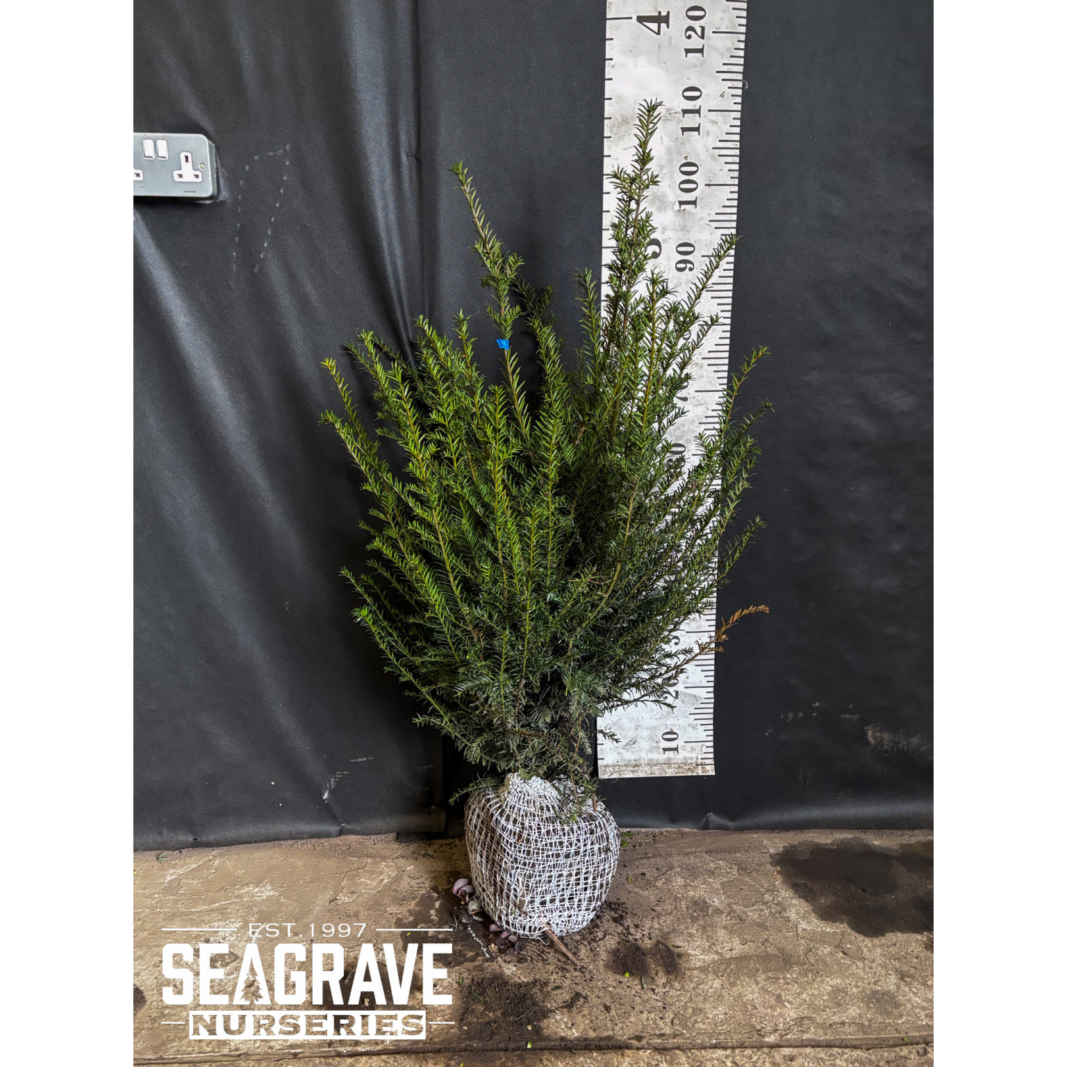 Taxus Baccata Rootballed, 60-80cm (2ft- 2ft6in) Planted Height