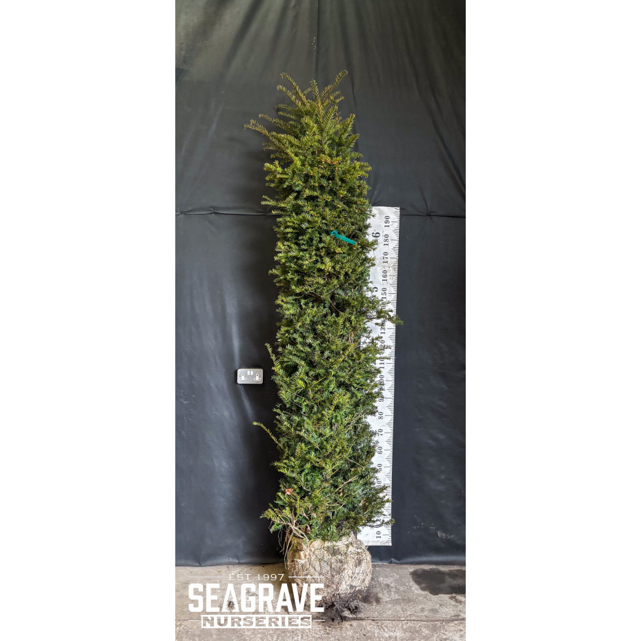 Taxus Baccata Rootballed, 200-250cm (6ft 6in - 8ft ) Planted Height