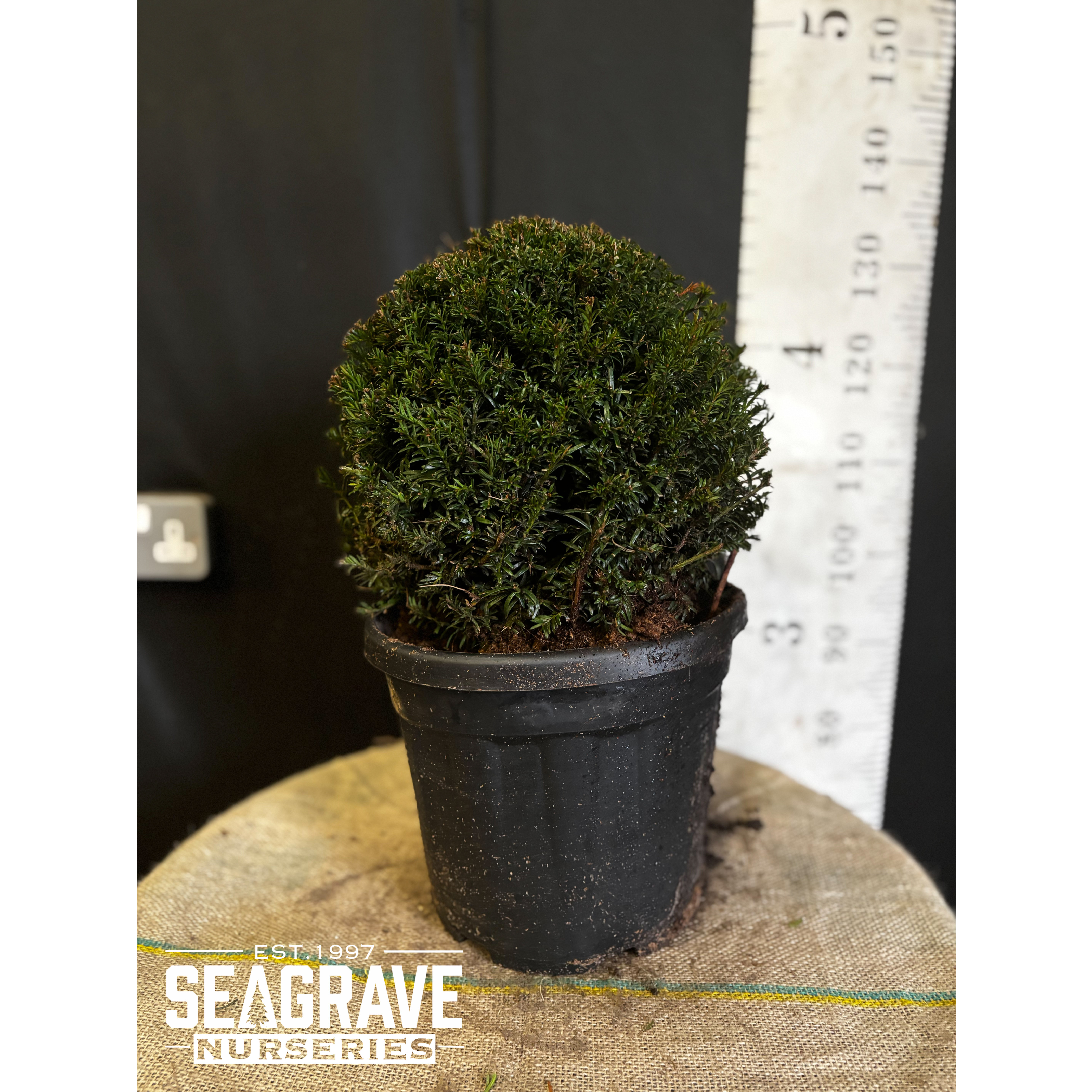 Taxus Baccata Ball, 30cm