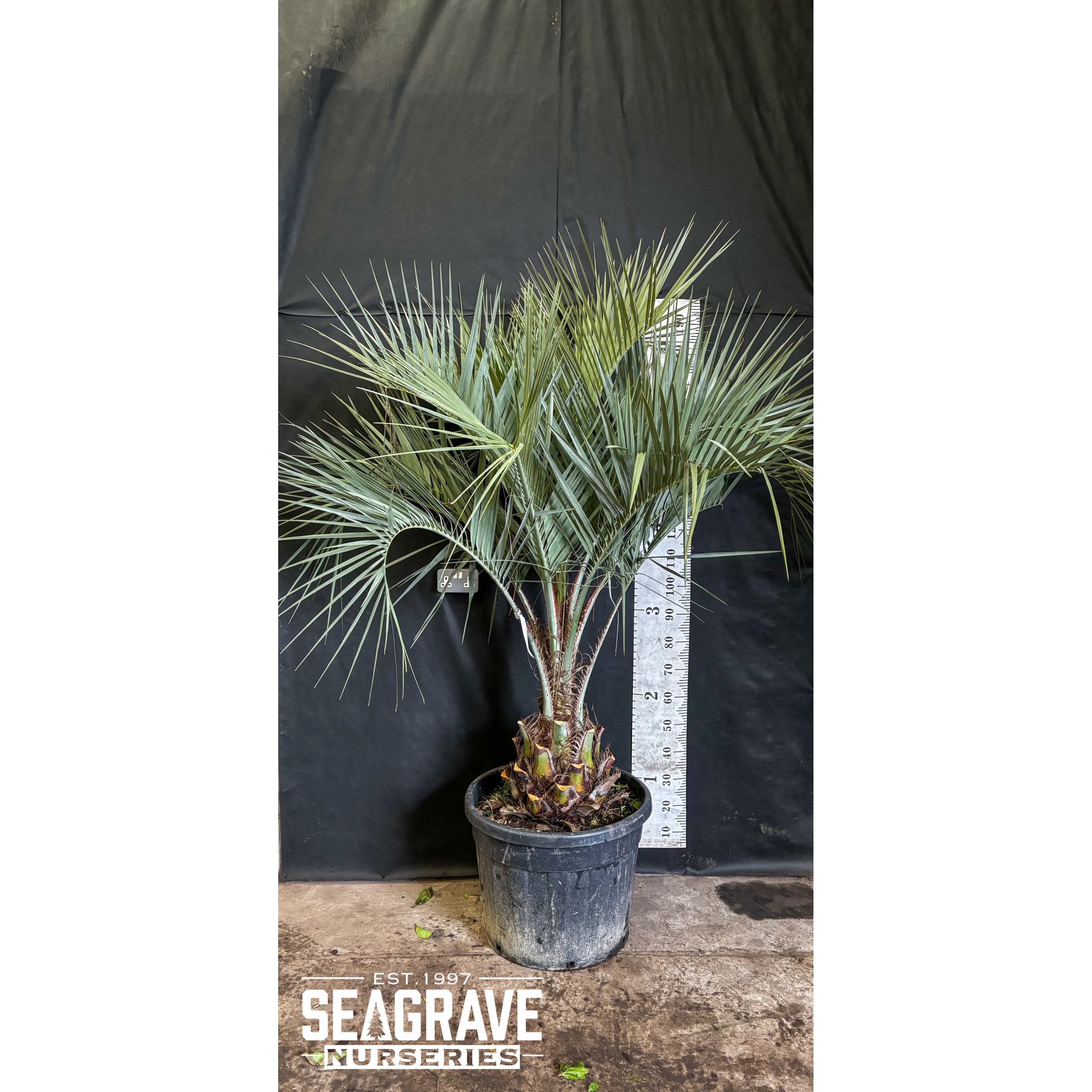 Butia Capitata (Jelly Palm), 180-210cm (6-7ft) including pot height