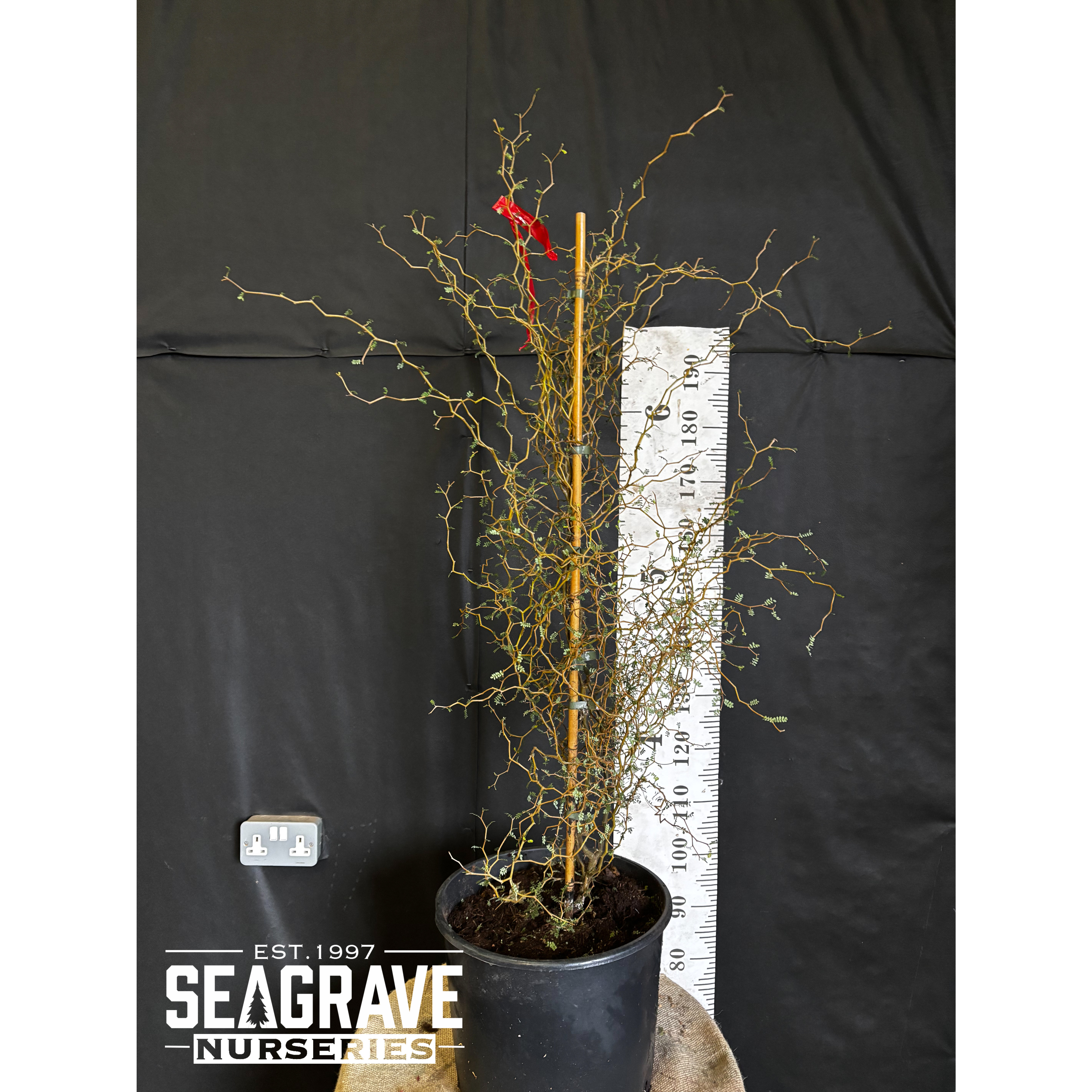 Sophora 'Little Baby' 50-60cm in 20lt pot