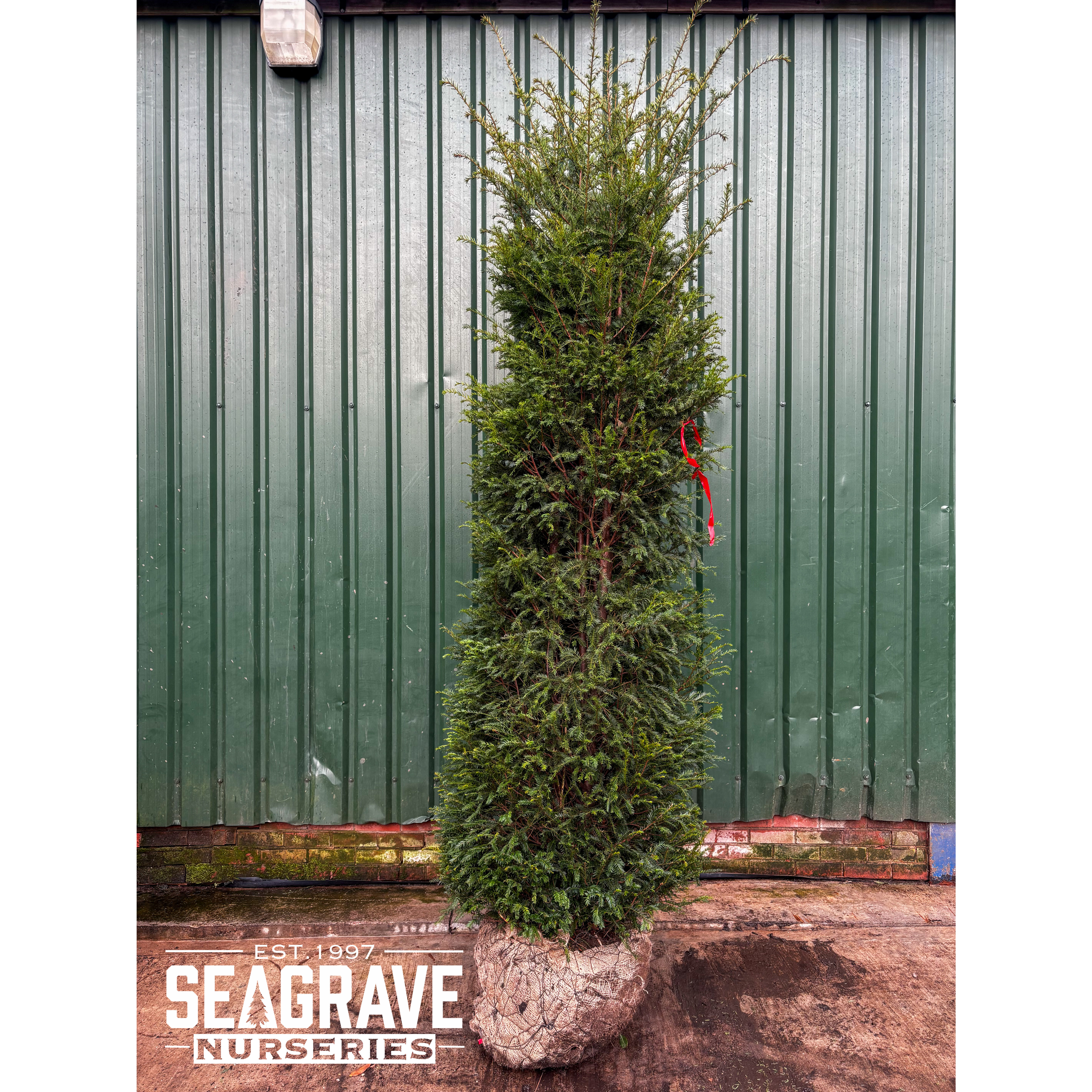 Taxus Baccata Rootballed 275-300cm (9ft - 10ft) Planted Height